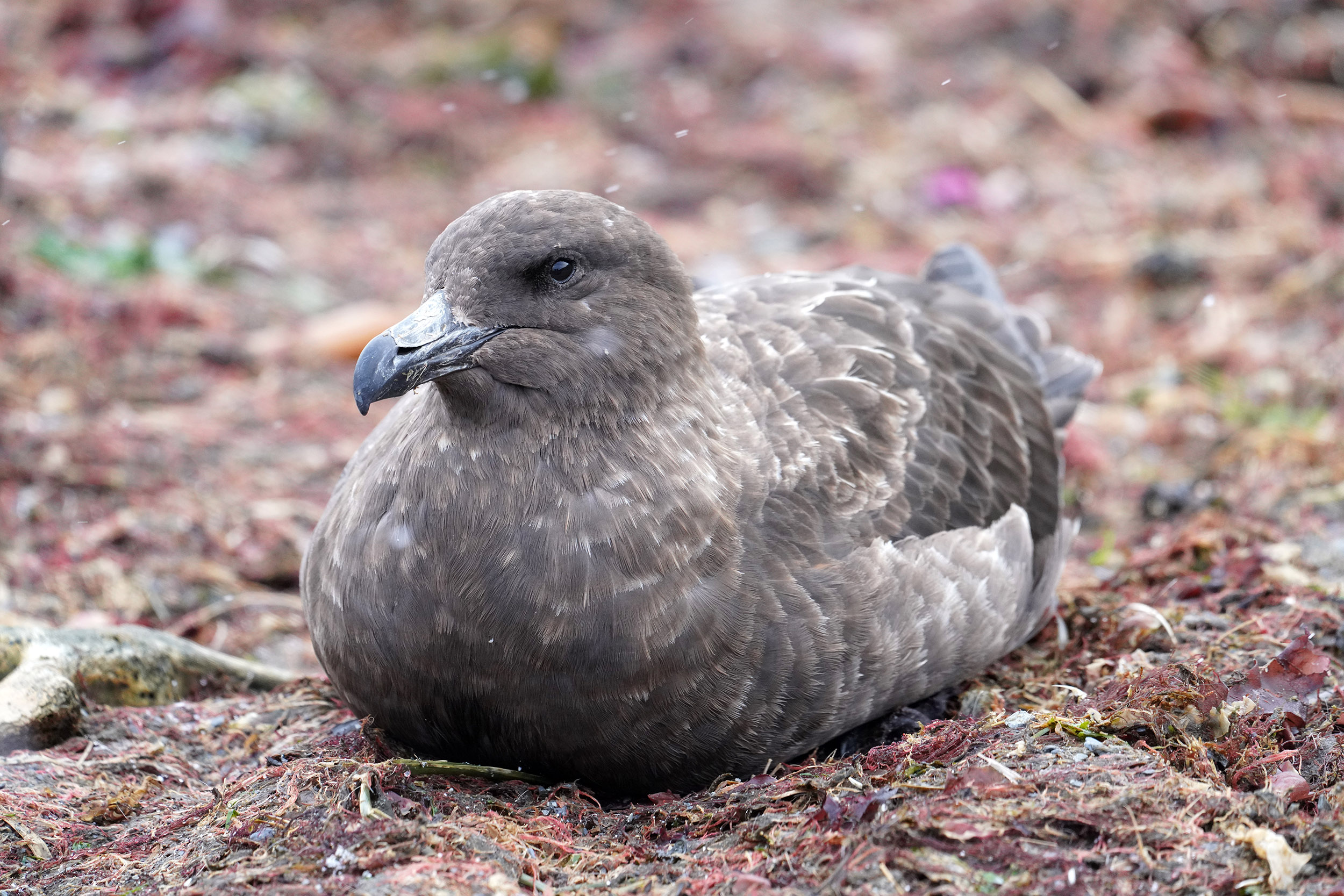 Labbe antarctique (Catharacta antartica)
