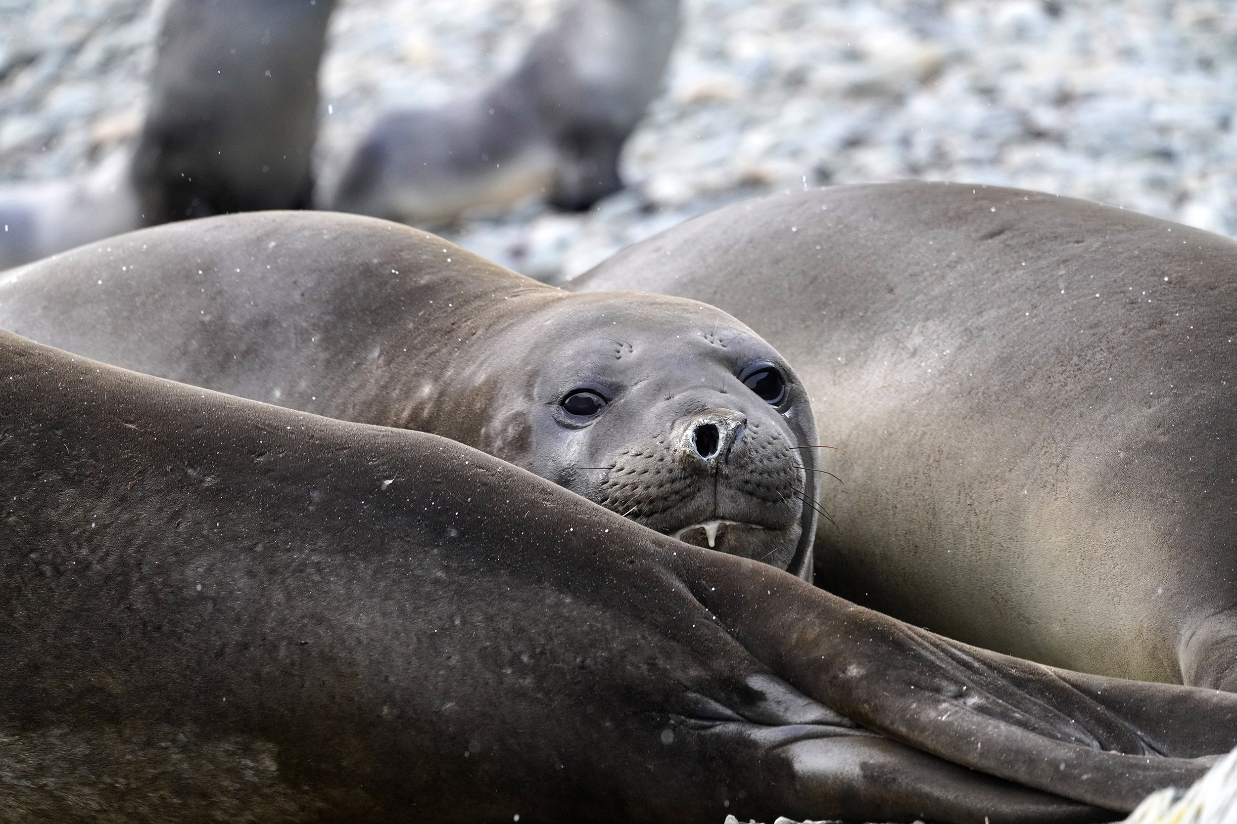 Eléphant de mer austral (Mirounga léonina)