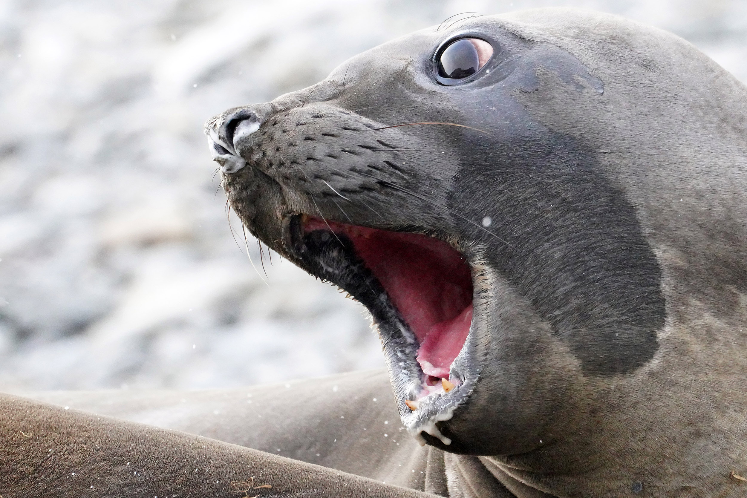 Eléphant de mer austral (Mirounga léonina)