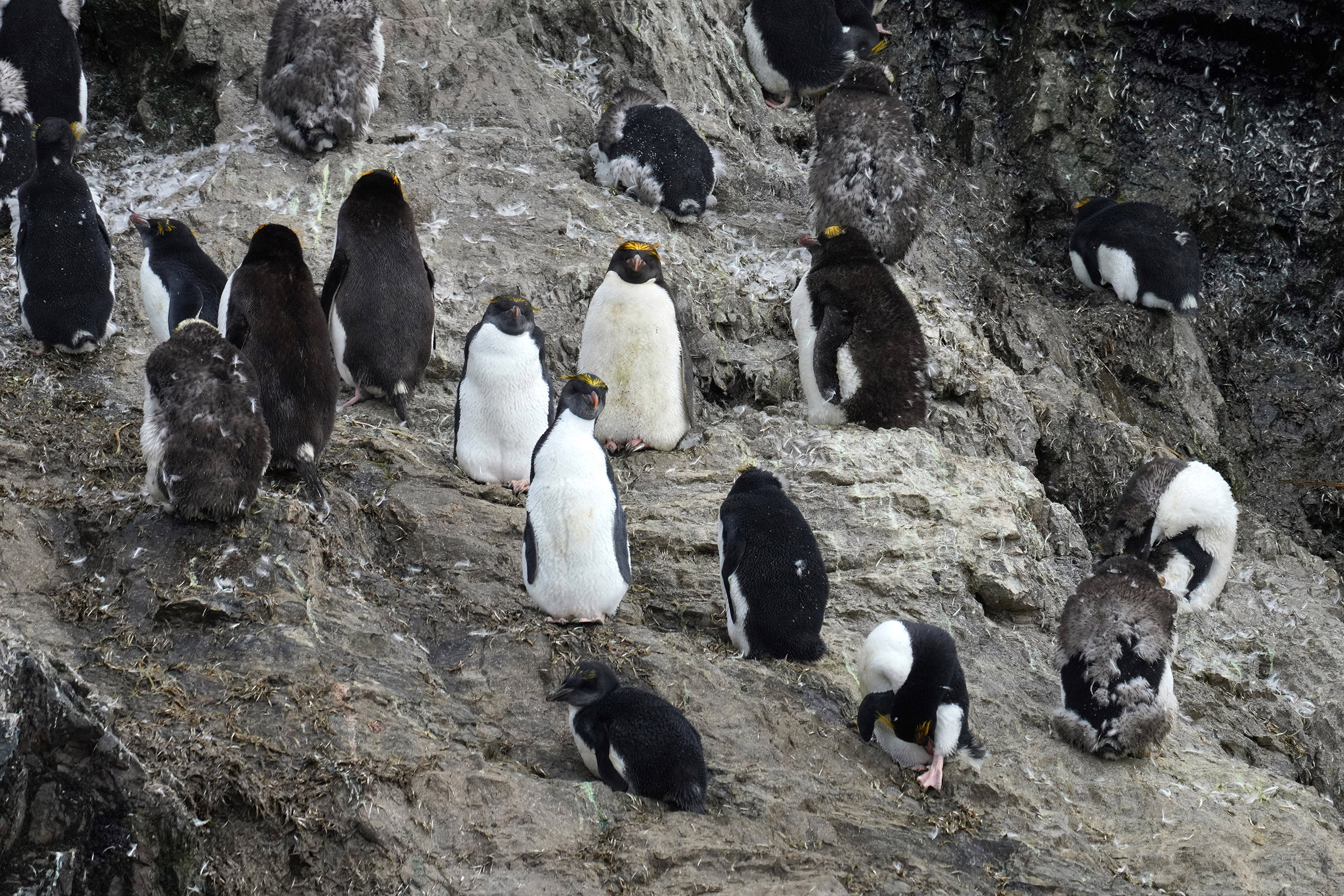 Manchot Gorfou Macaroni ou Gorfou doré (Eudyptes chrysolophus)