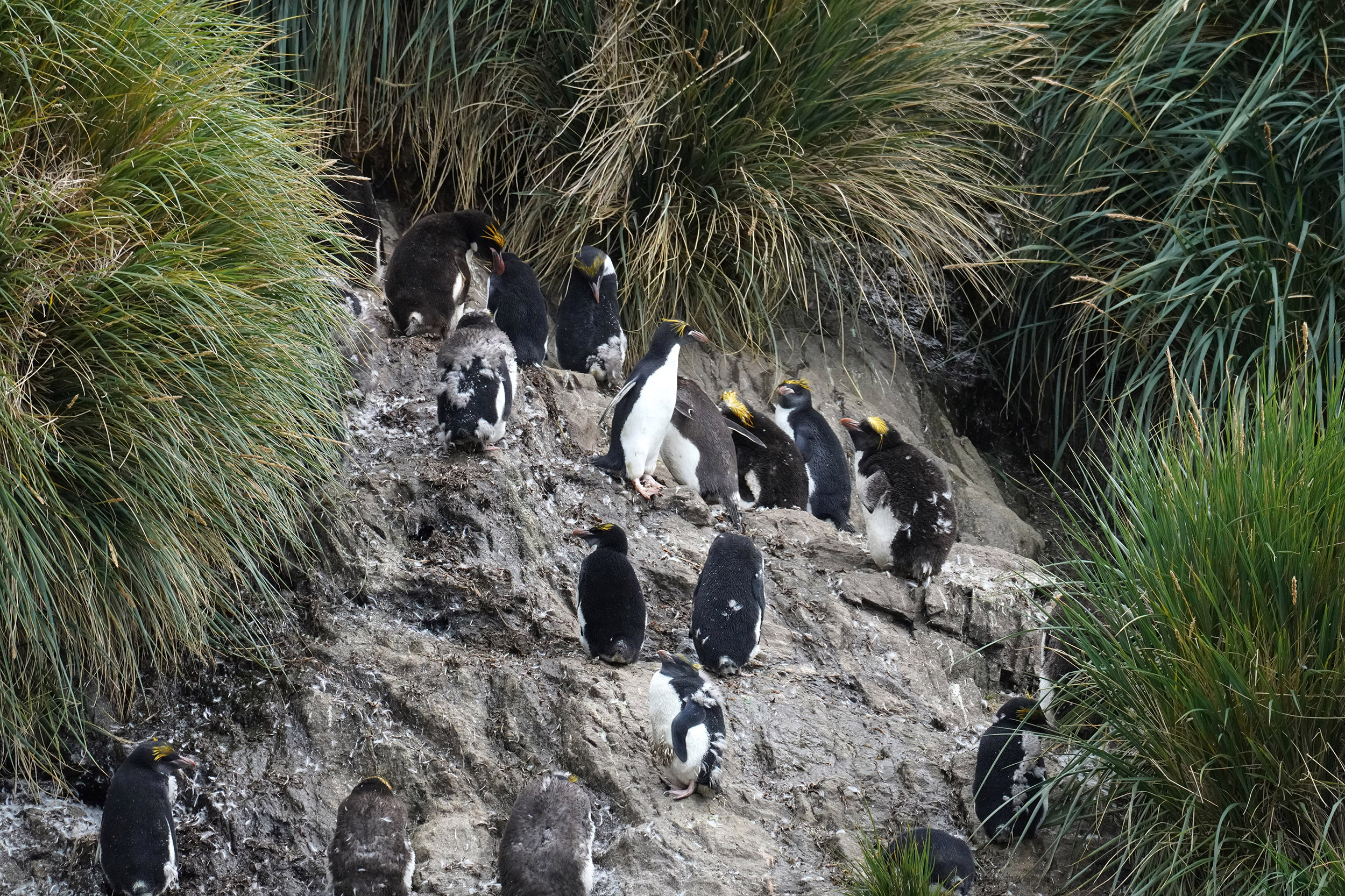 Manchot Gorfou Macaroni ou Gorfou doré (Eudyptes chrysolophus)