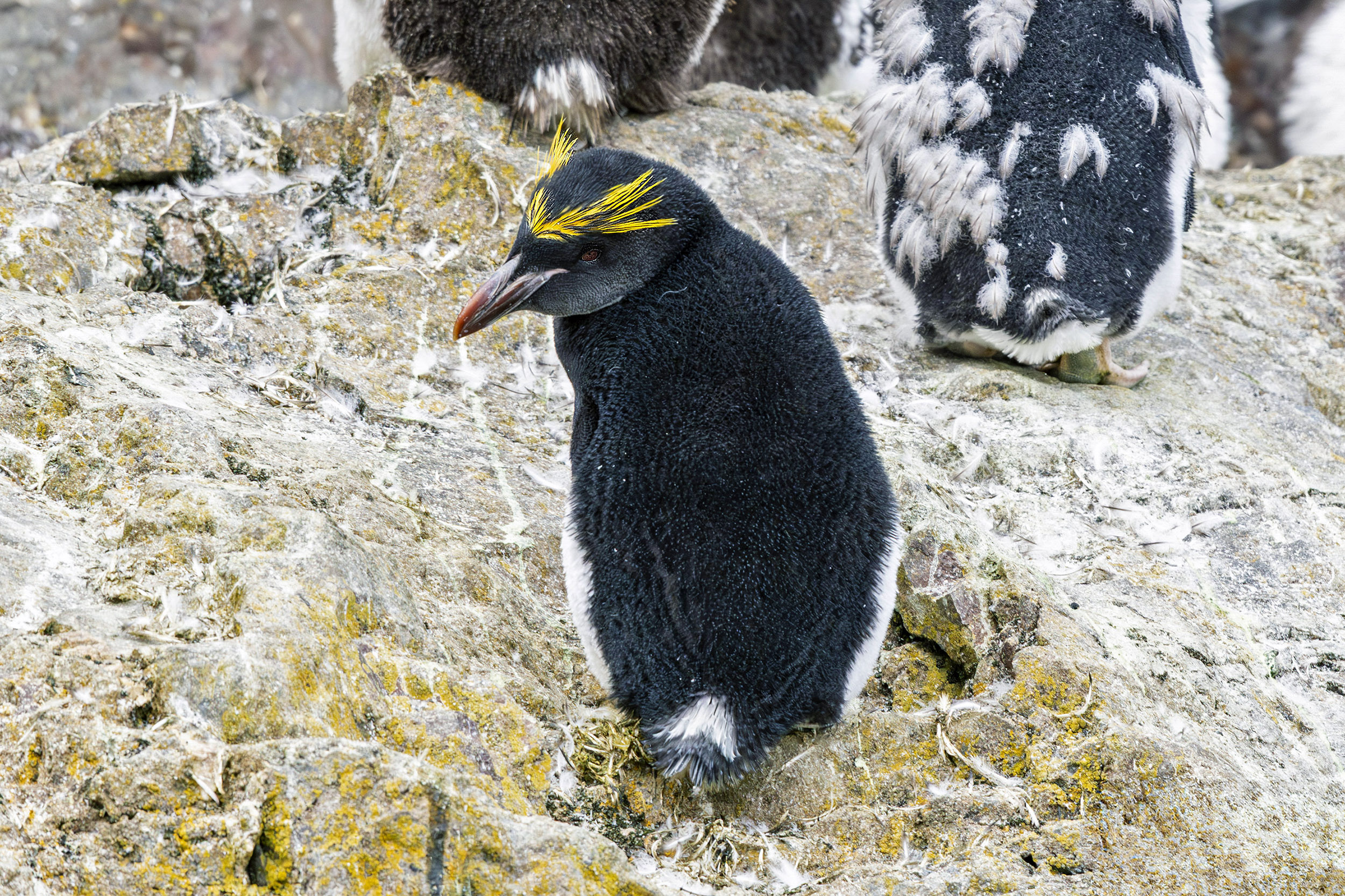 Manchot Gorfou Macaroni ou Gorfou doré (Eudyptes chrysolophus)