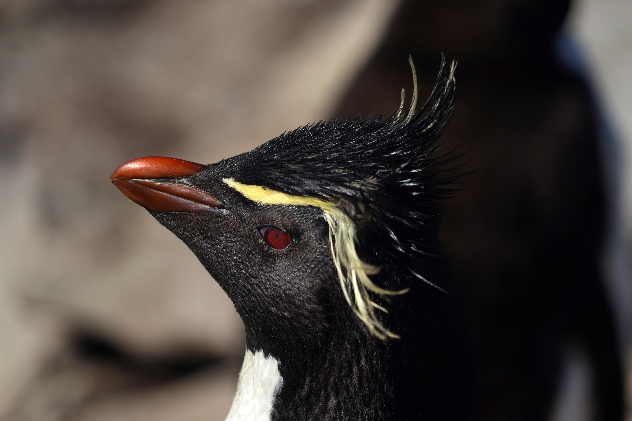 Manchot Gorfou Sauteur (Eudyptes chrysocome)