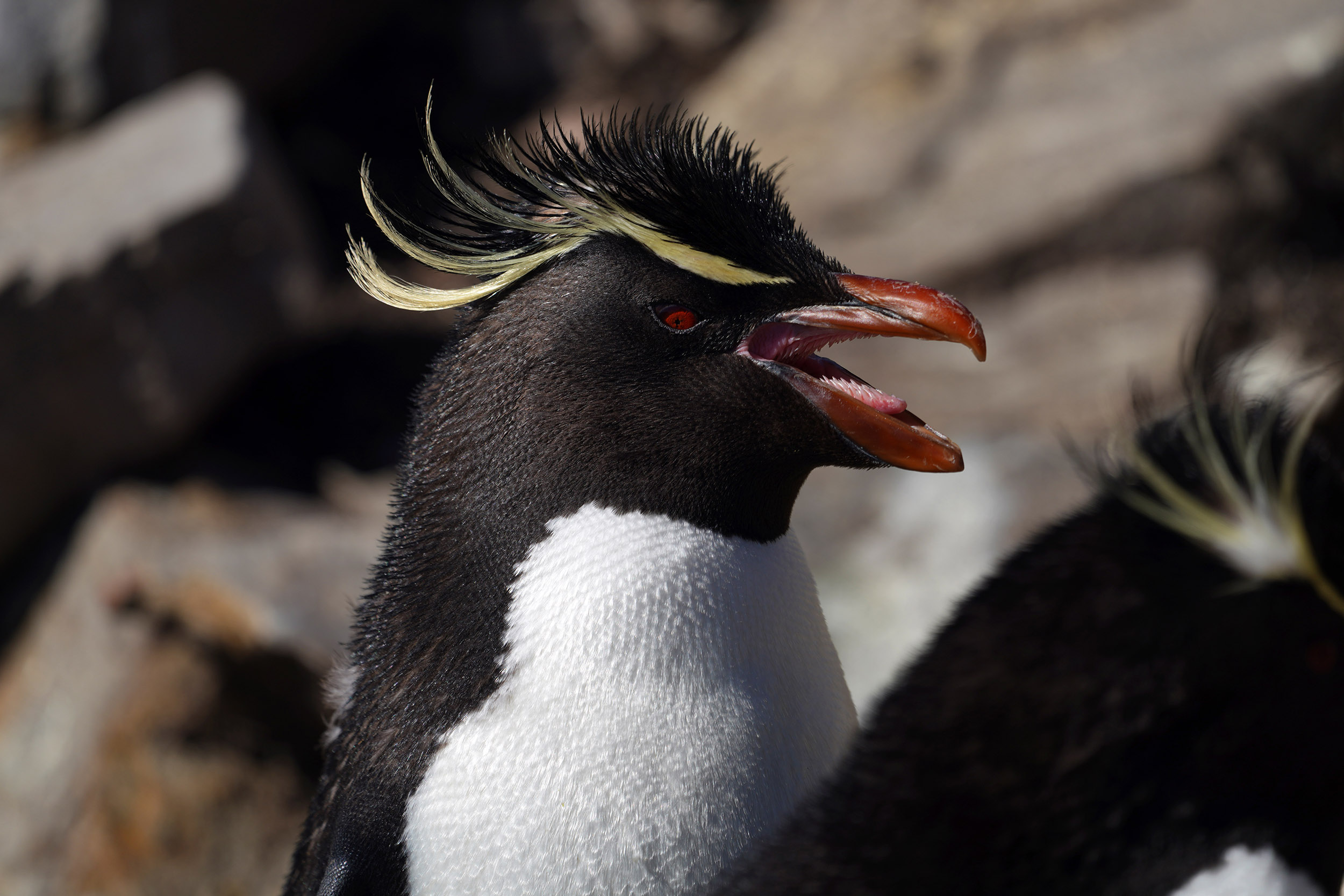 Manchot Gorfou Sauteur (Eudyptes chrysocome)