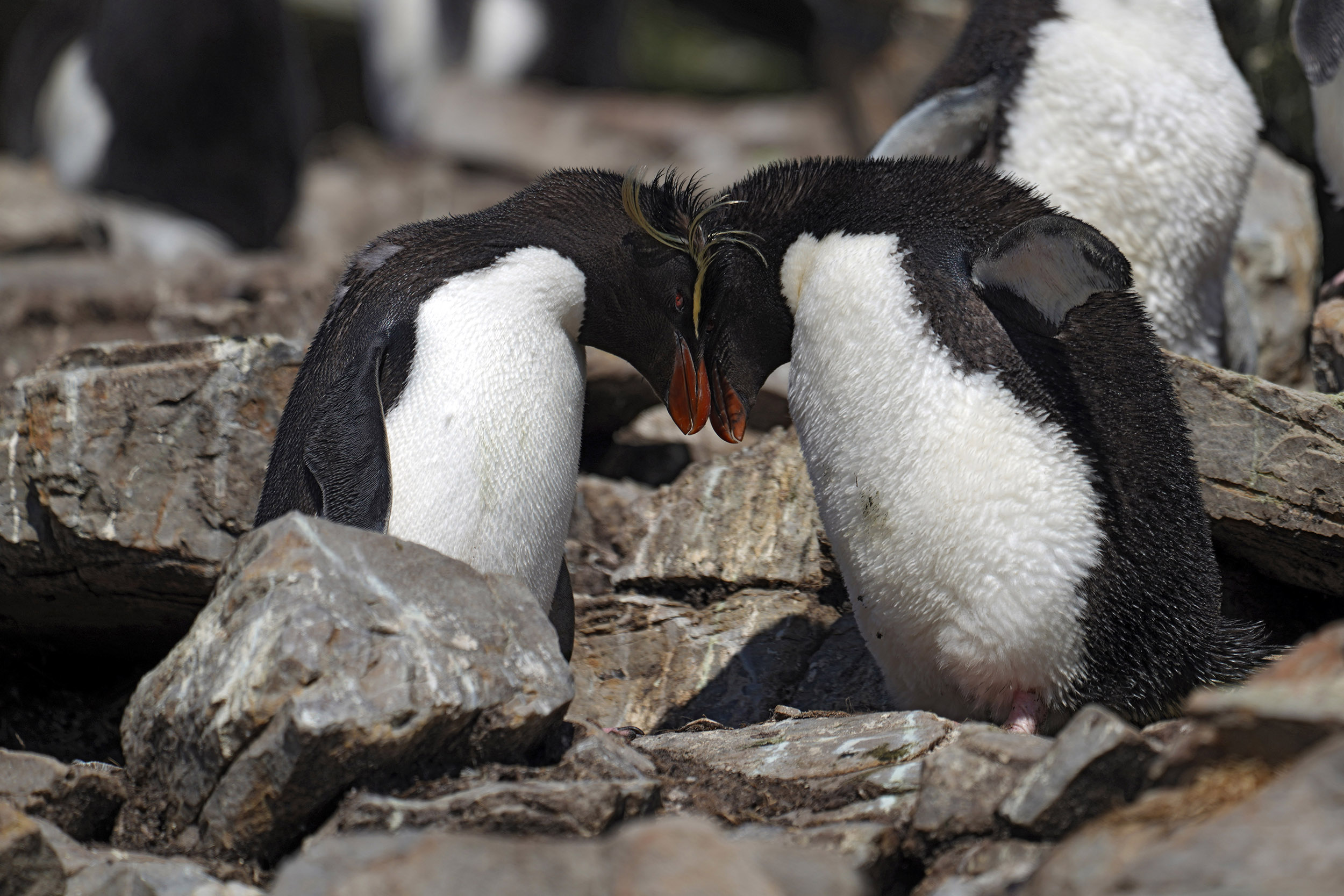 Manchot Gorfou Sauteur (Eudyptes chrysocome)