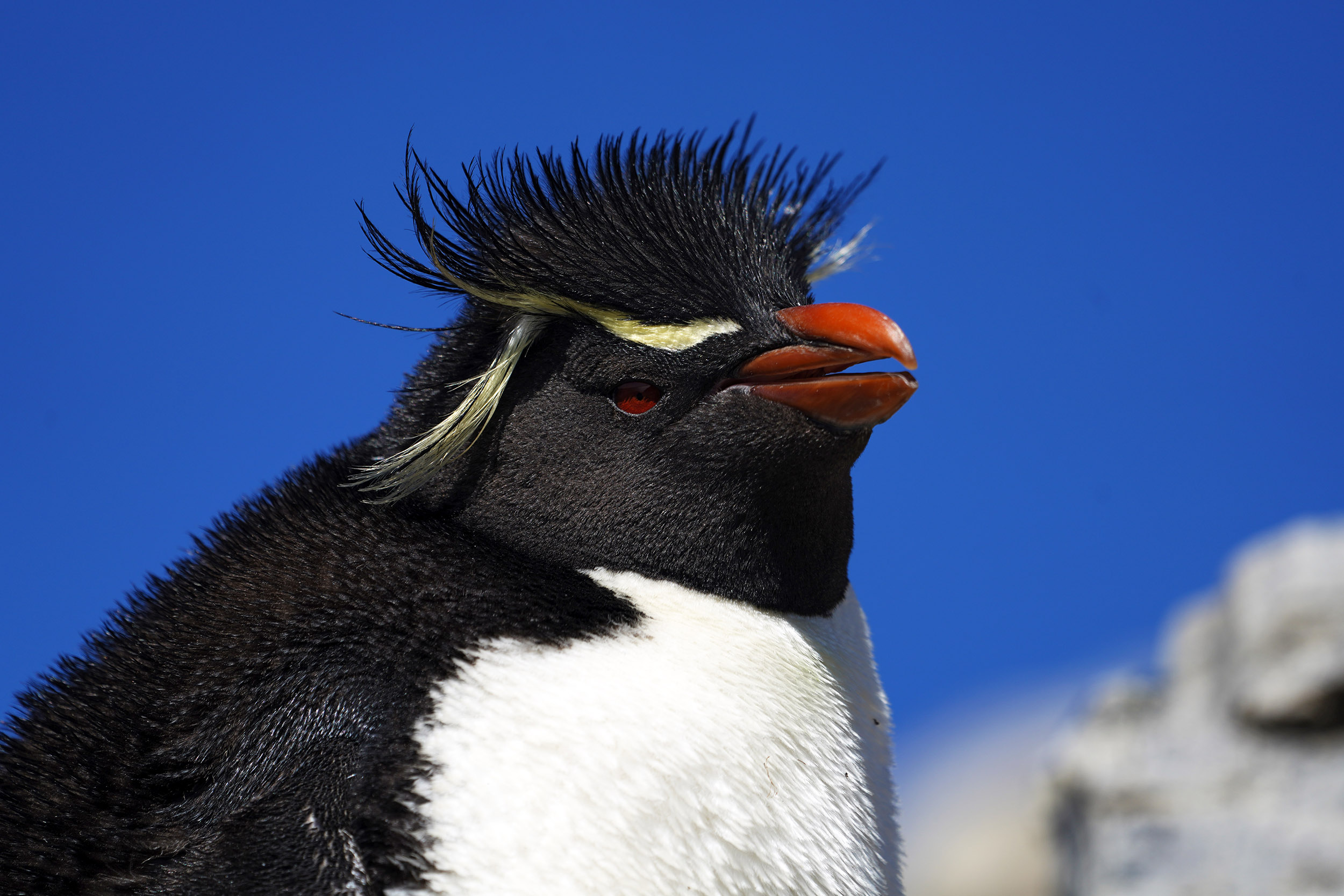Manchot Gorfou Sauteur (Eudyptes chrysocome)
