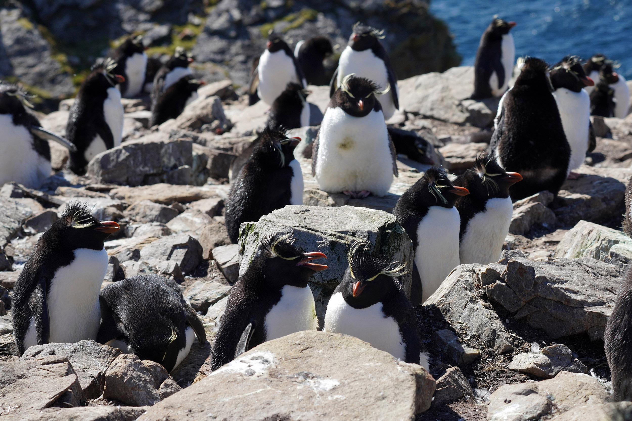Manchot Gorfou Sauteur (Eudyptes chrysocome)