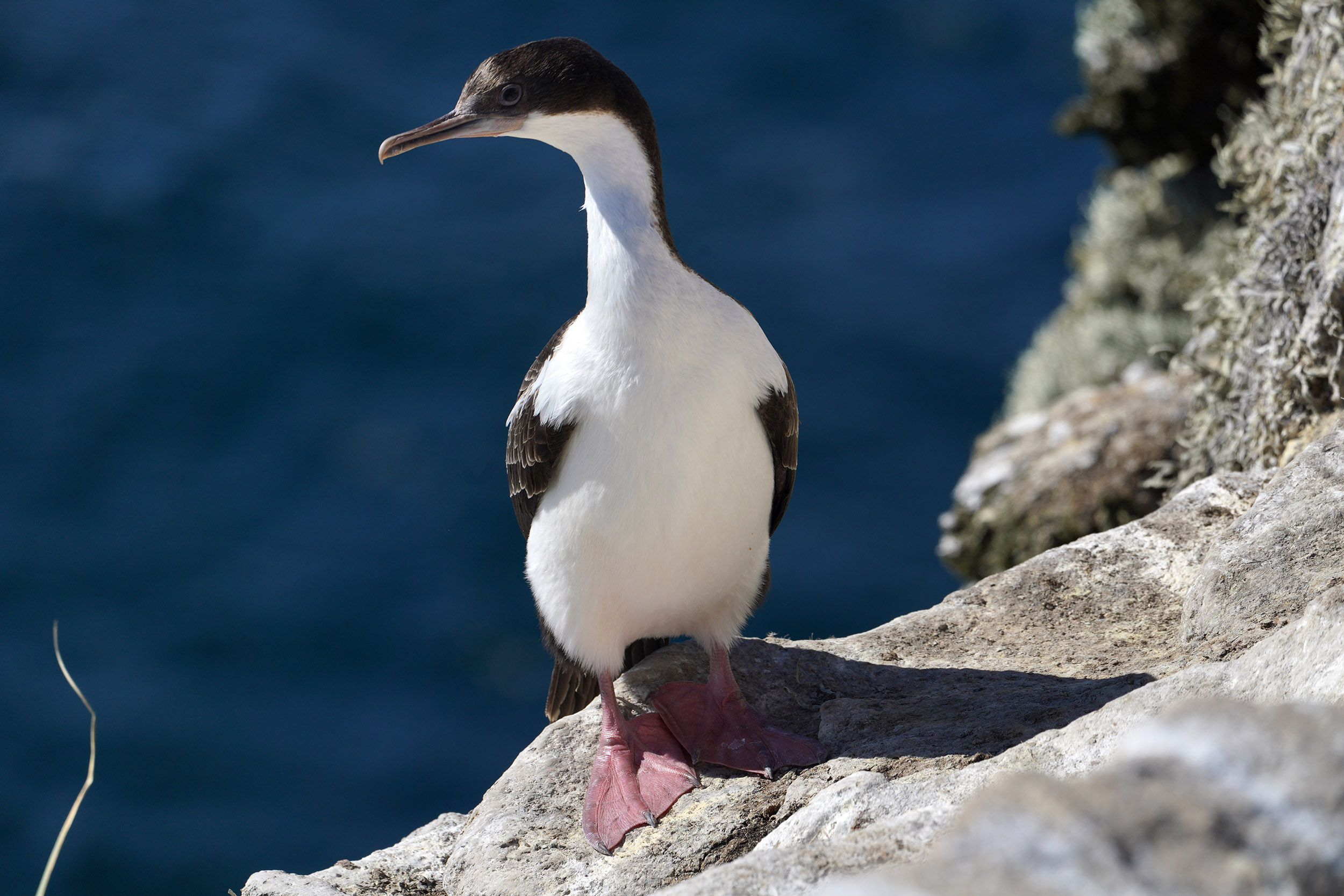 Cormoran royal (Leucocarbo atriceps)