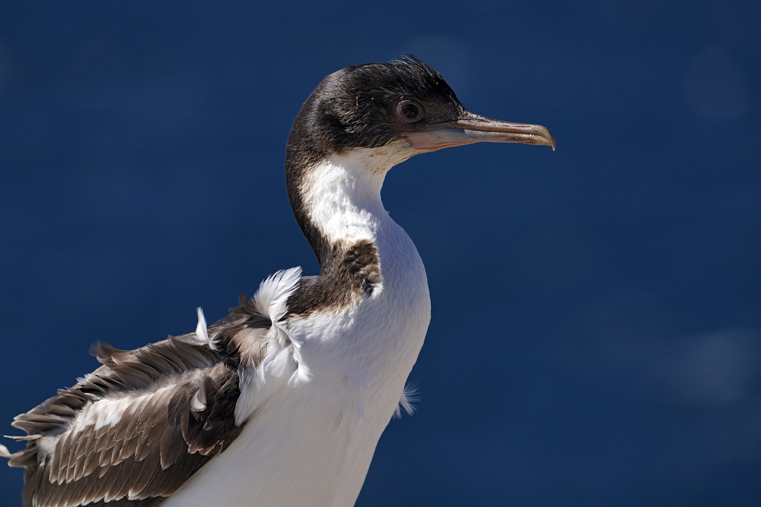 Cormoran royal (Leucocarbo atriceps)