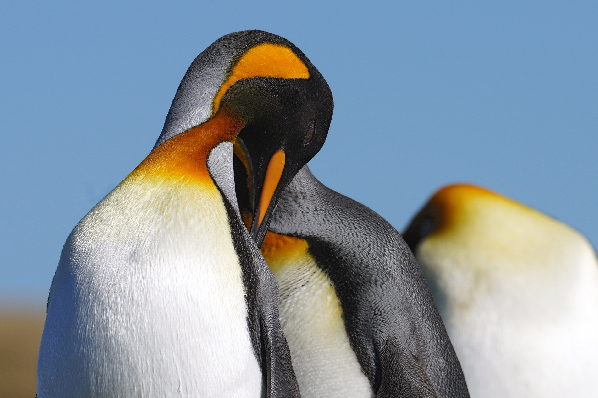 Manchot Royal (Aptenodytes patagonicus)
