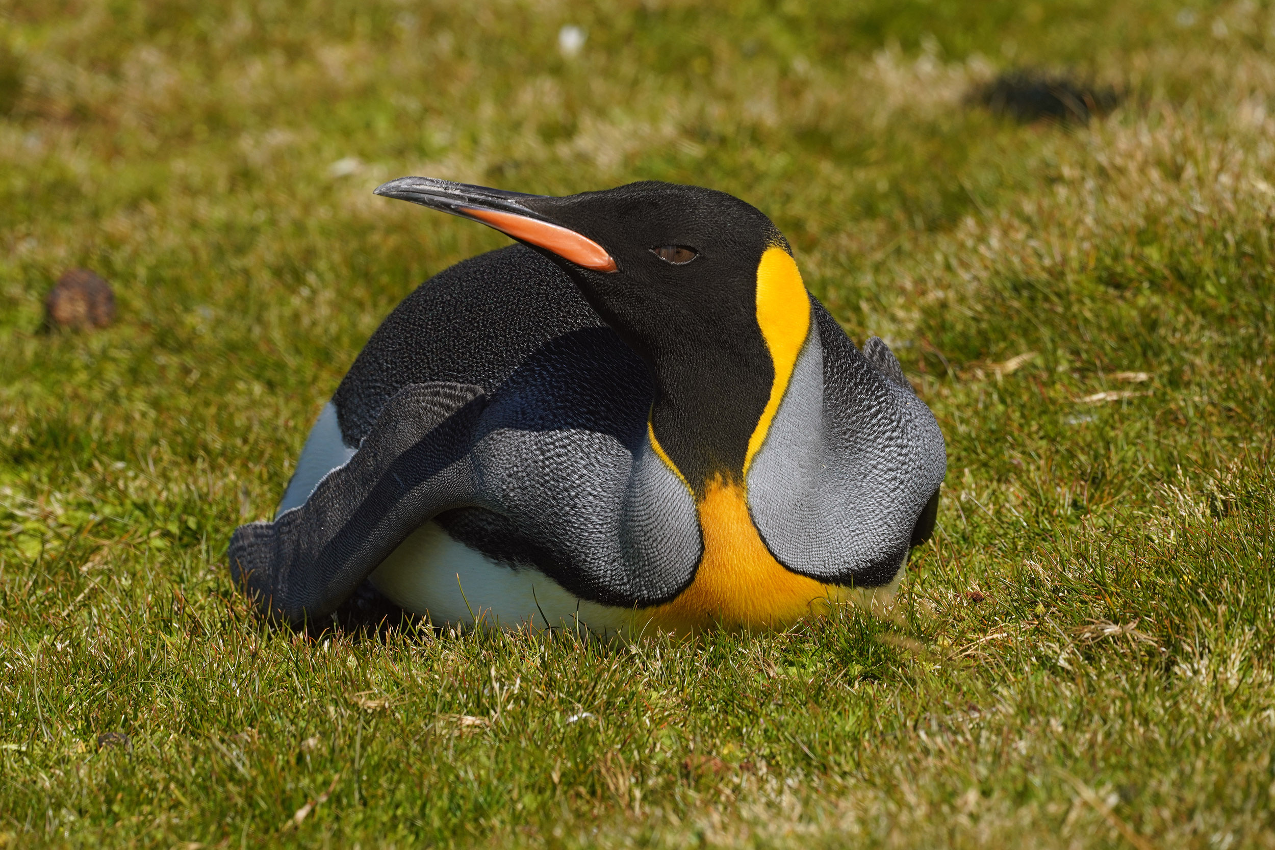 Manchot Royal (Aptenodytes patagonicus)