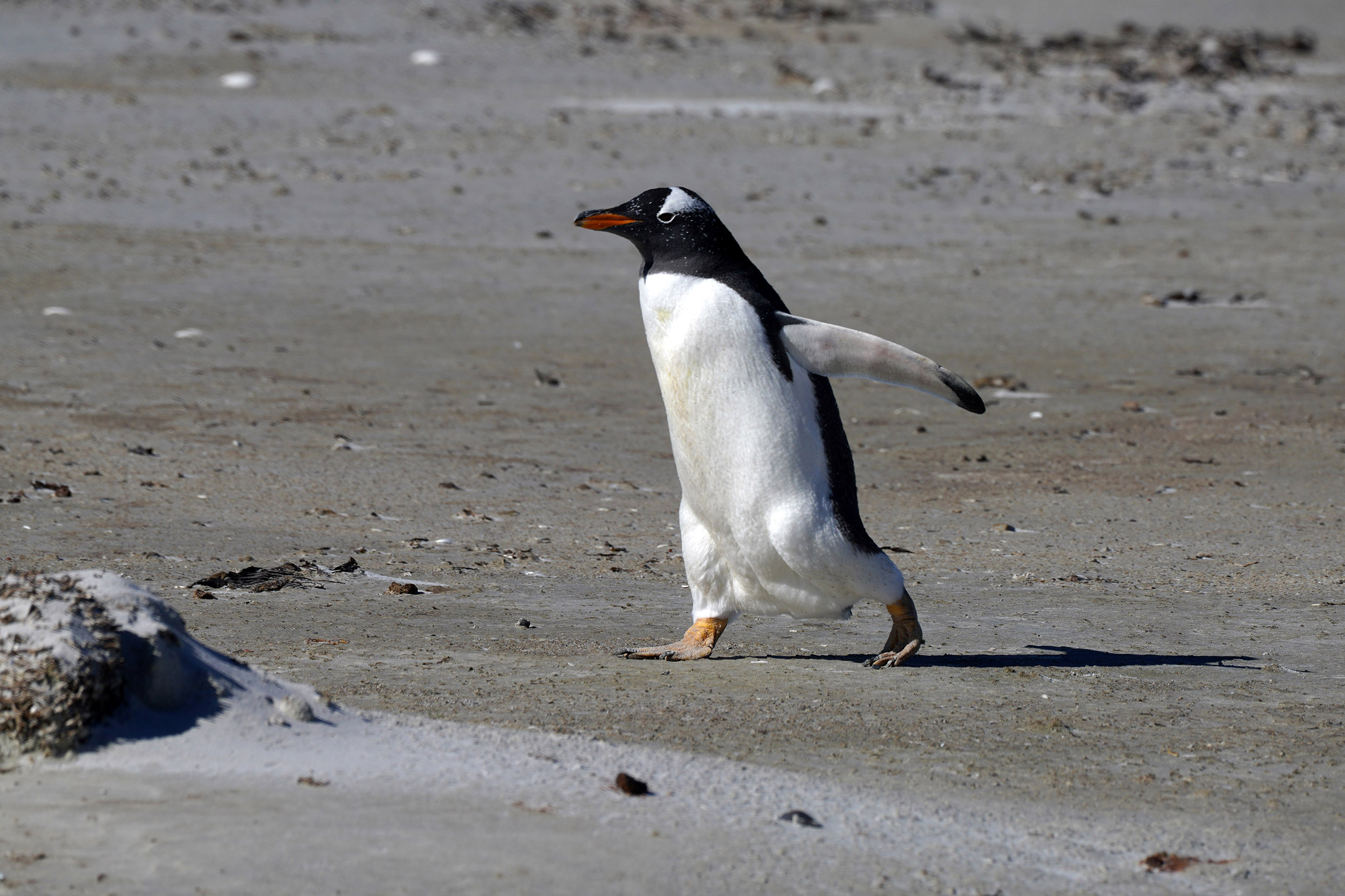 Manchot Papou (Pygoscelis papua)