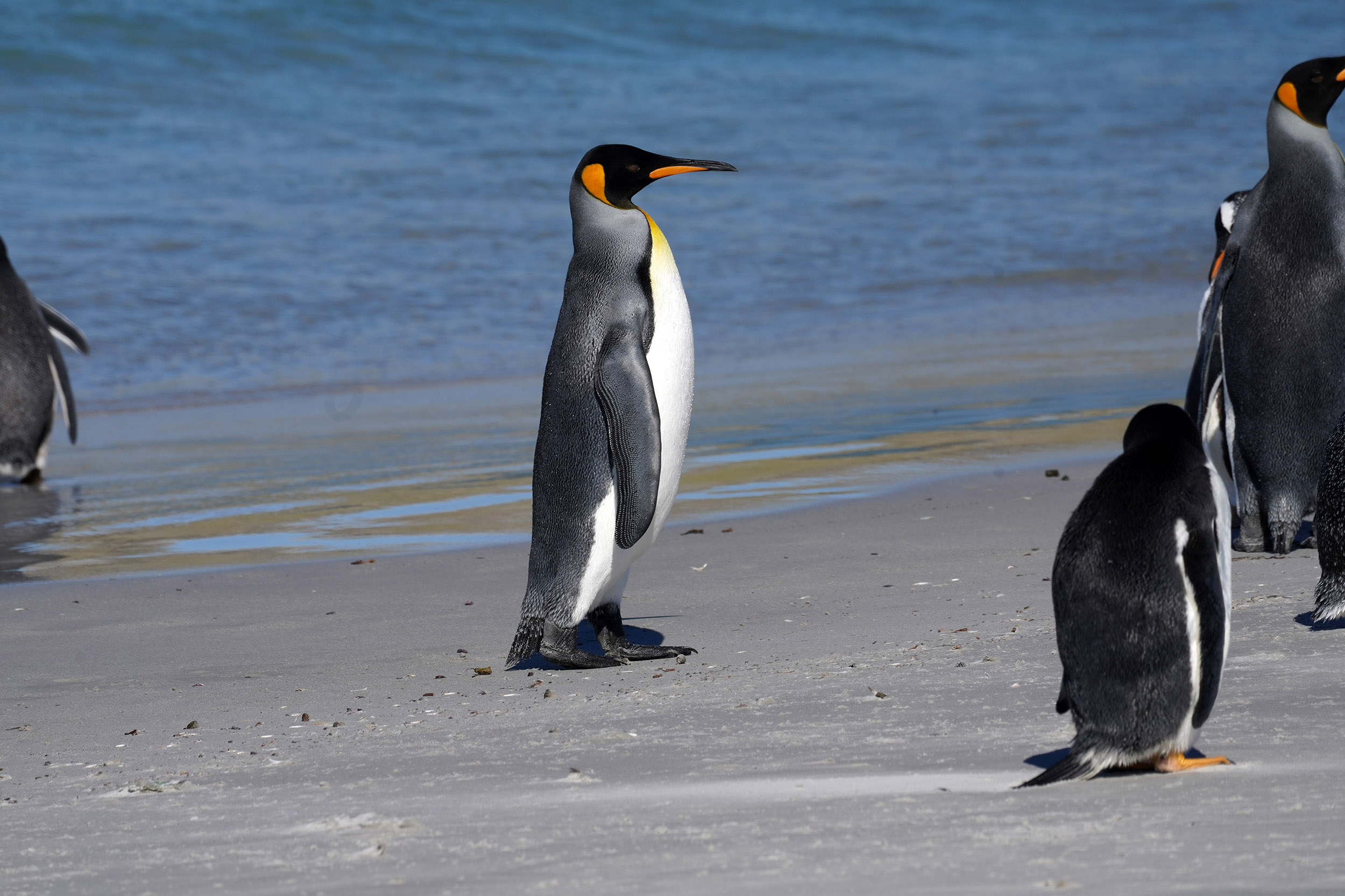 Manchot Royal (Aptenodytes patagonicus)
