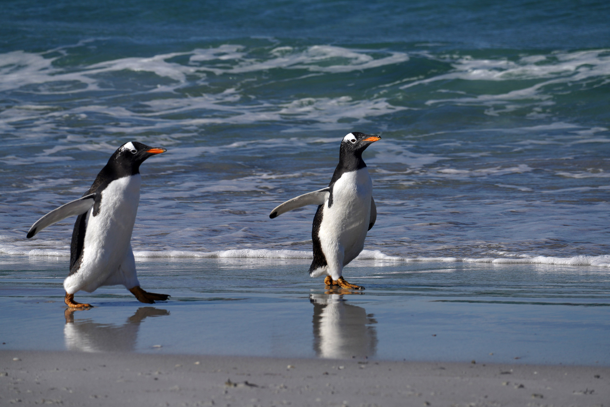 Manchot Papou (Pygoscelis papua)