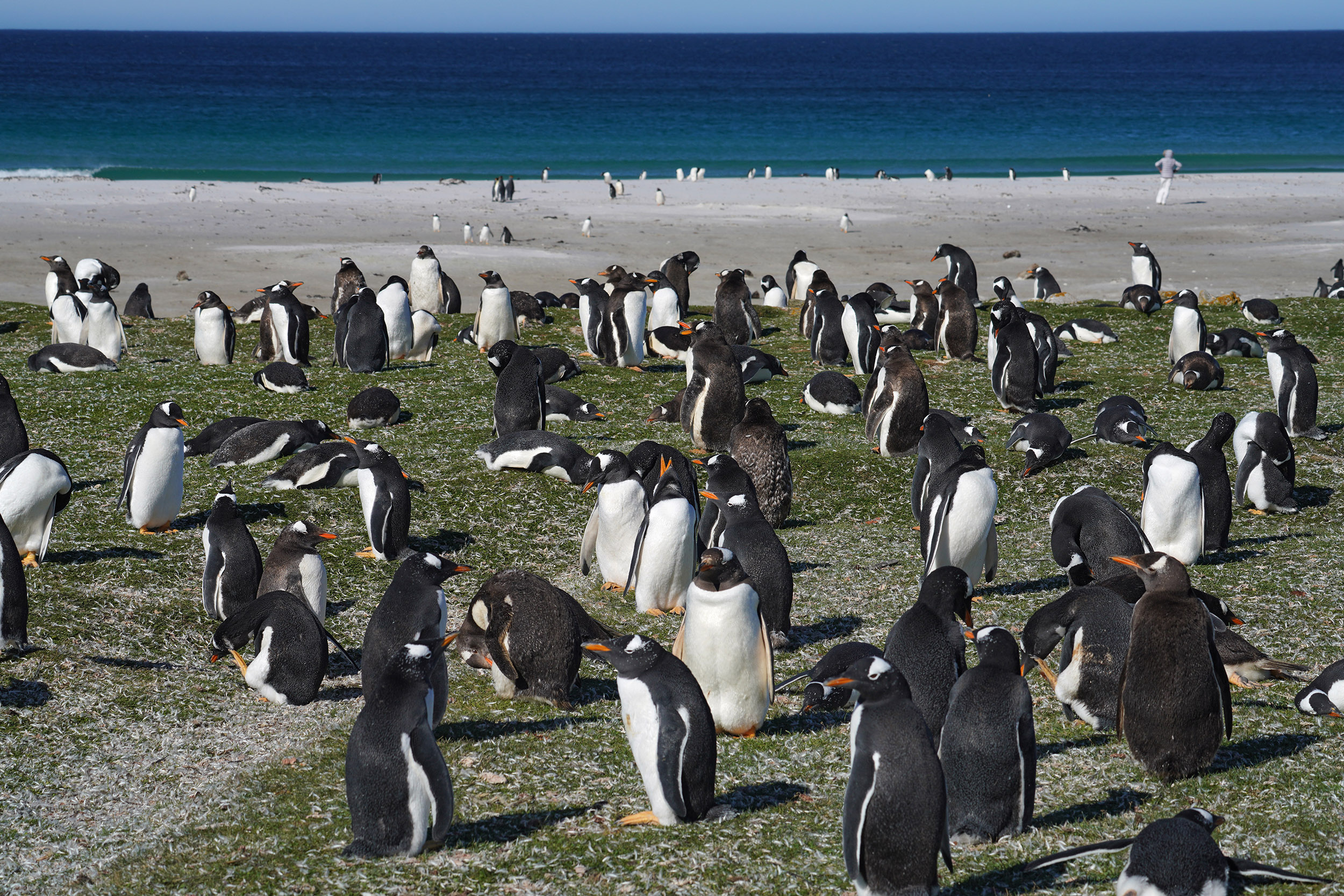 Manchot Papou (Pygoscelis papua)