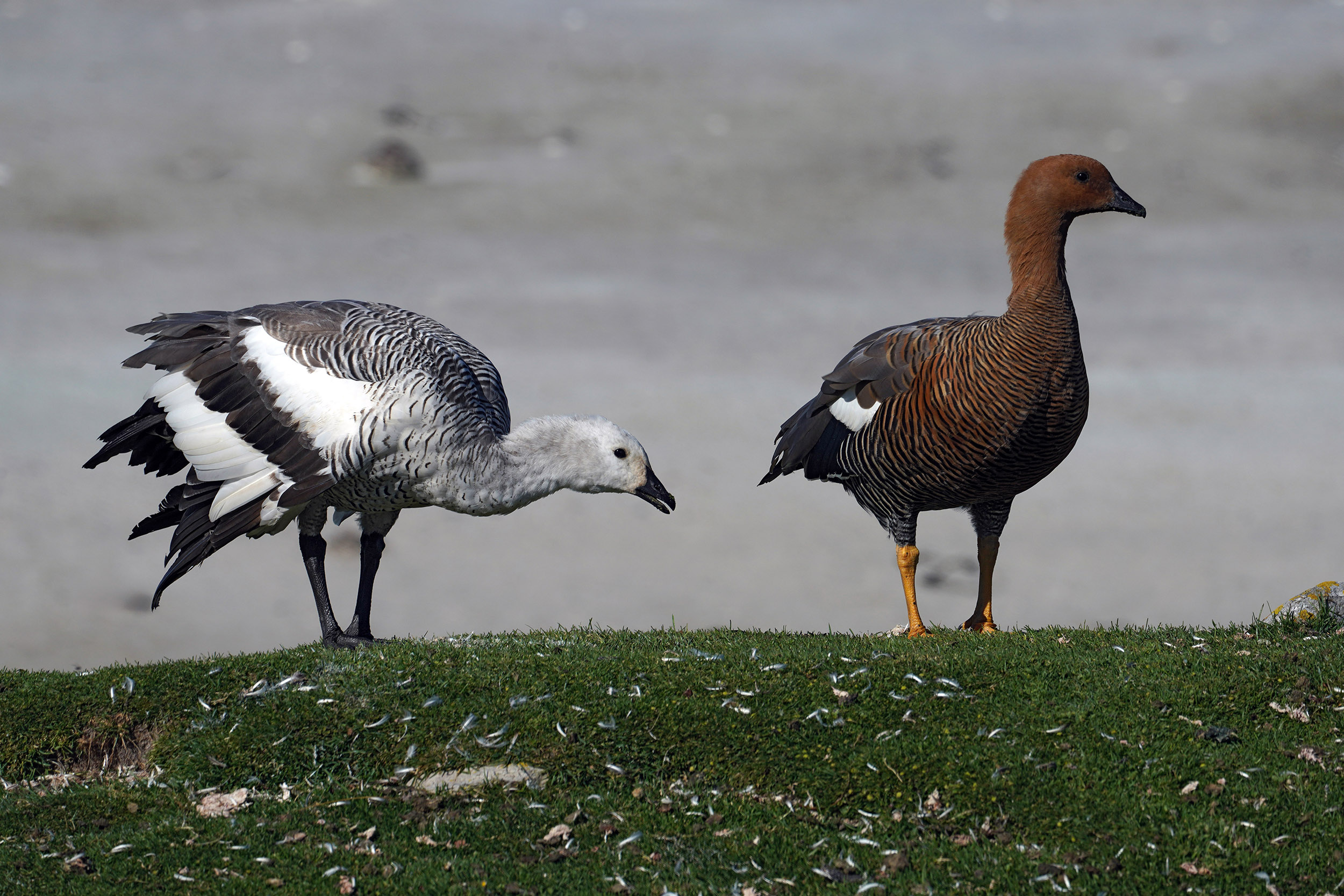 Ouette de Magellan (Chloephaga picta)