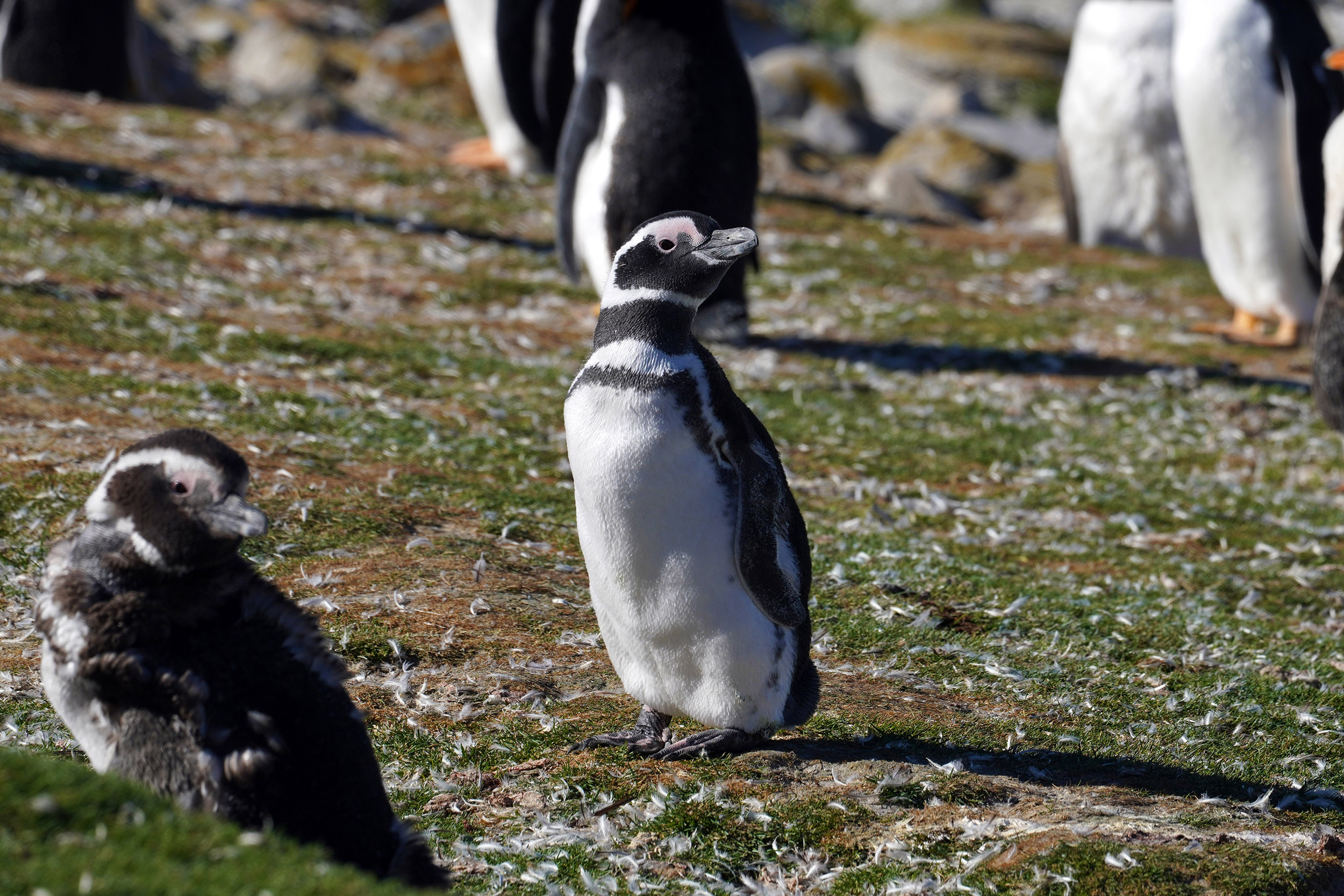 Manchot de Magellan (Spheniscus magellanicus)