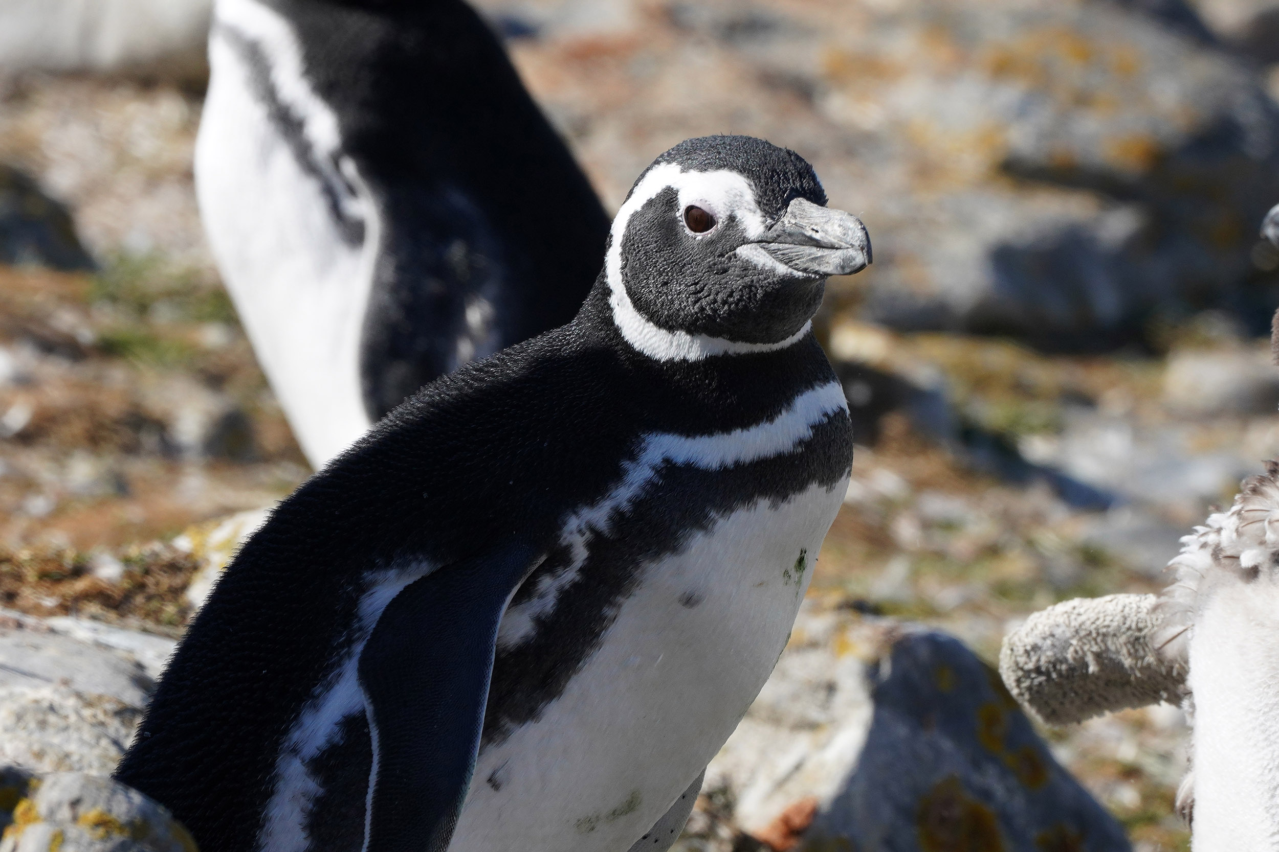 Manchot de Magellan (Spheniscus magellanicus)