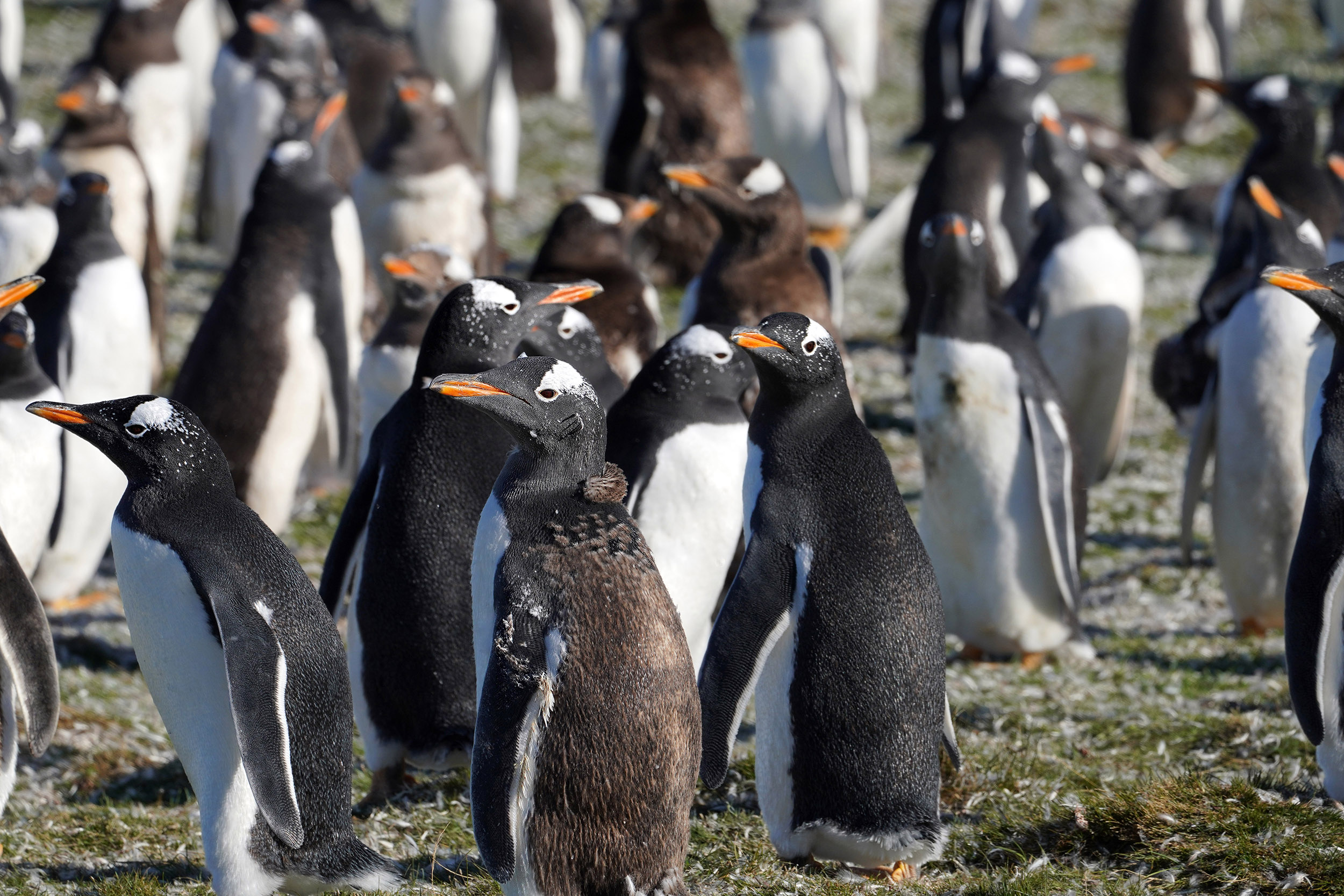 Manchot Papou (Pygoscelis papua)