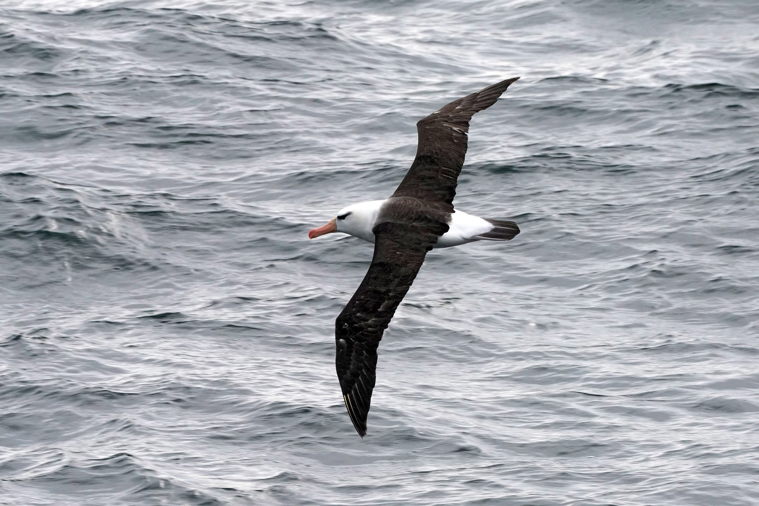 Albatros à sourcils noirs (Thalassarche melanophrys)