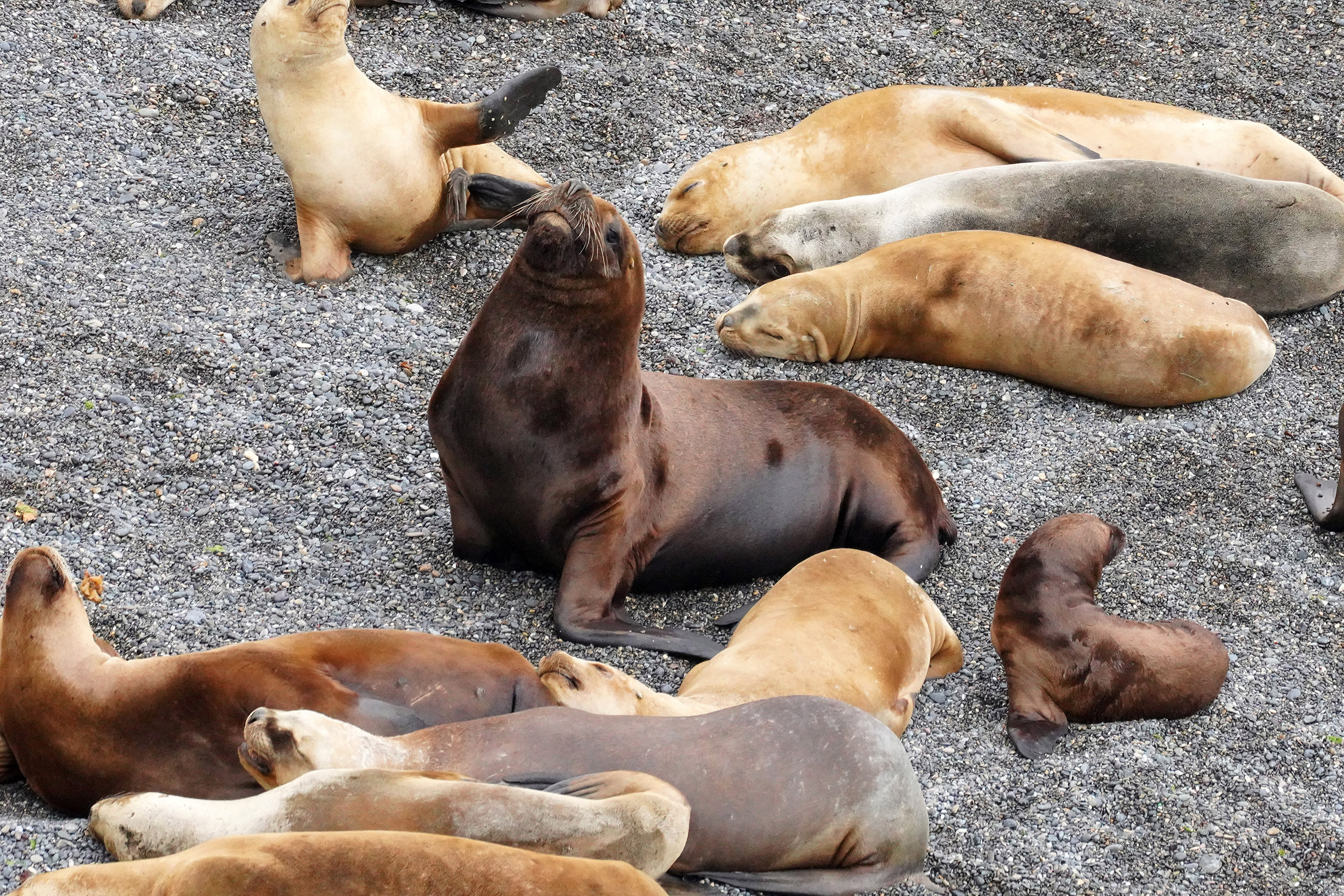 Lions de mer (Otaria flavescens)
