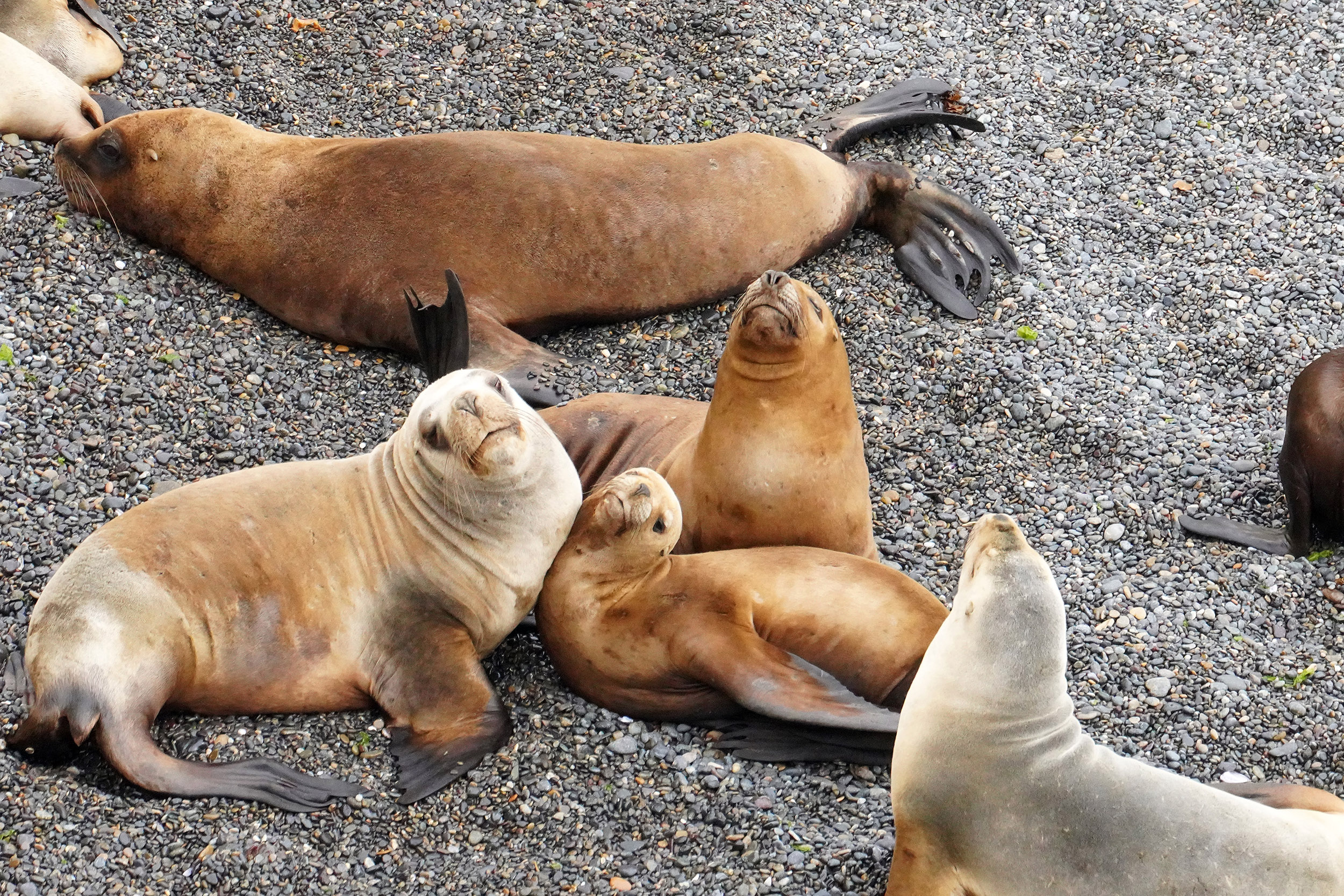 Lions de mer (Otaria flavescens)