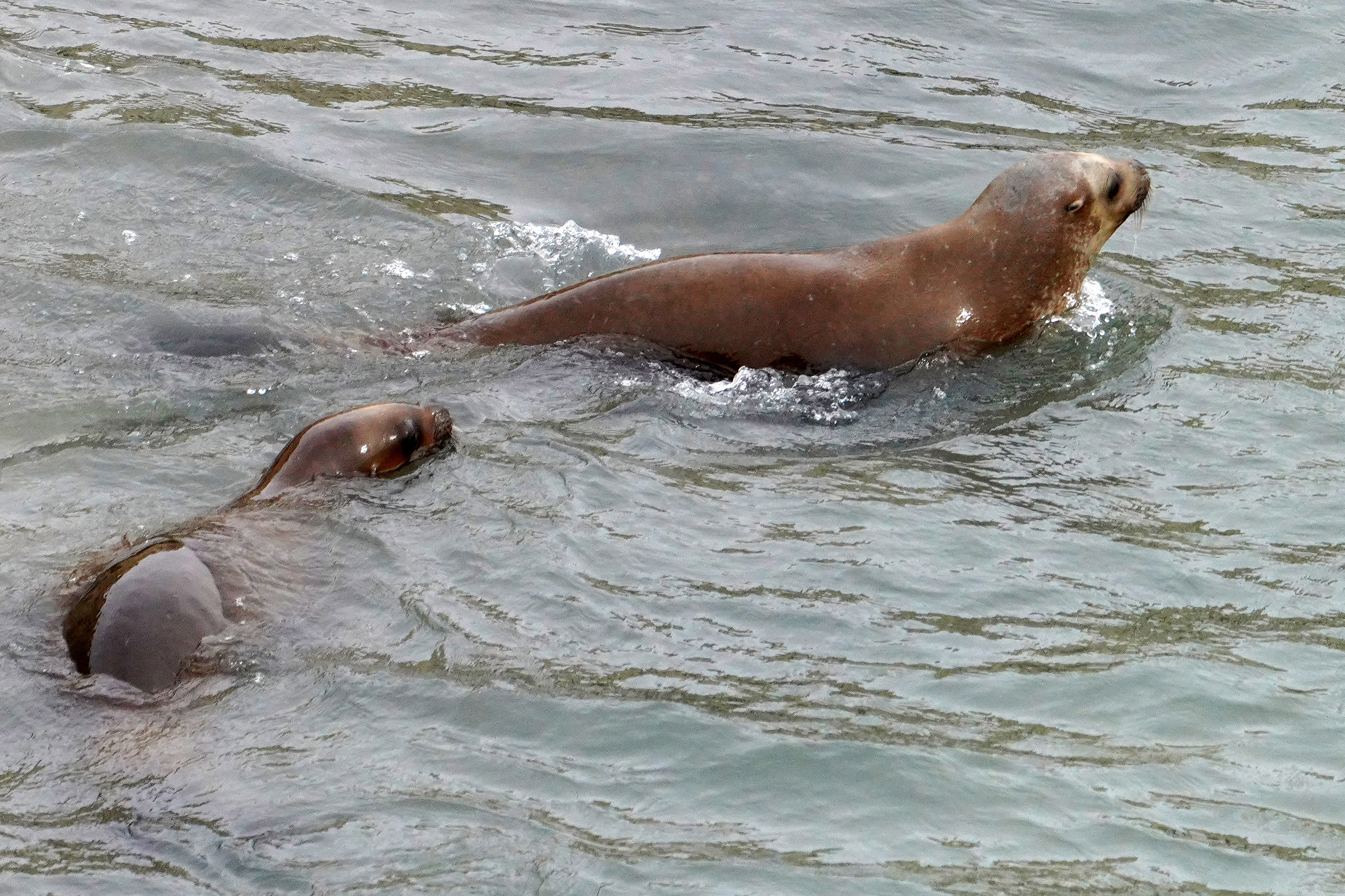 Lions de mer (Otaria flavescens)