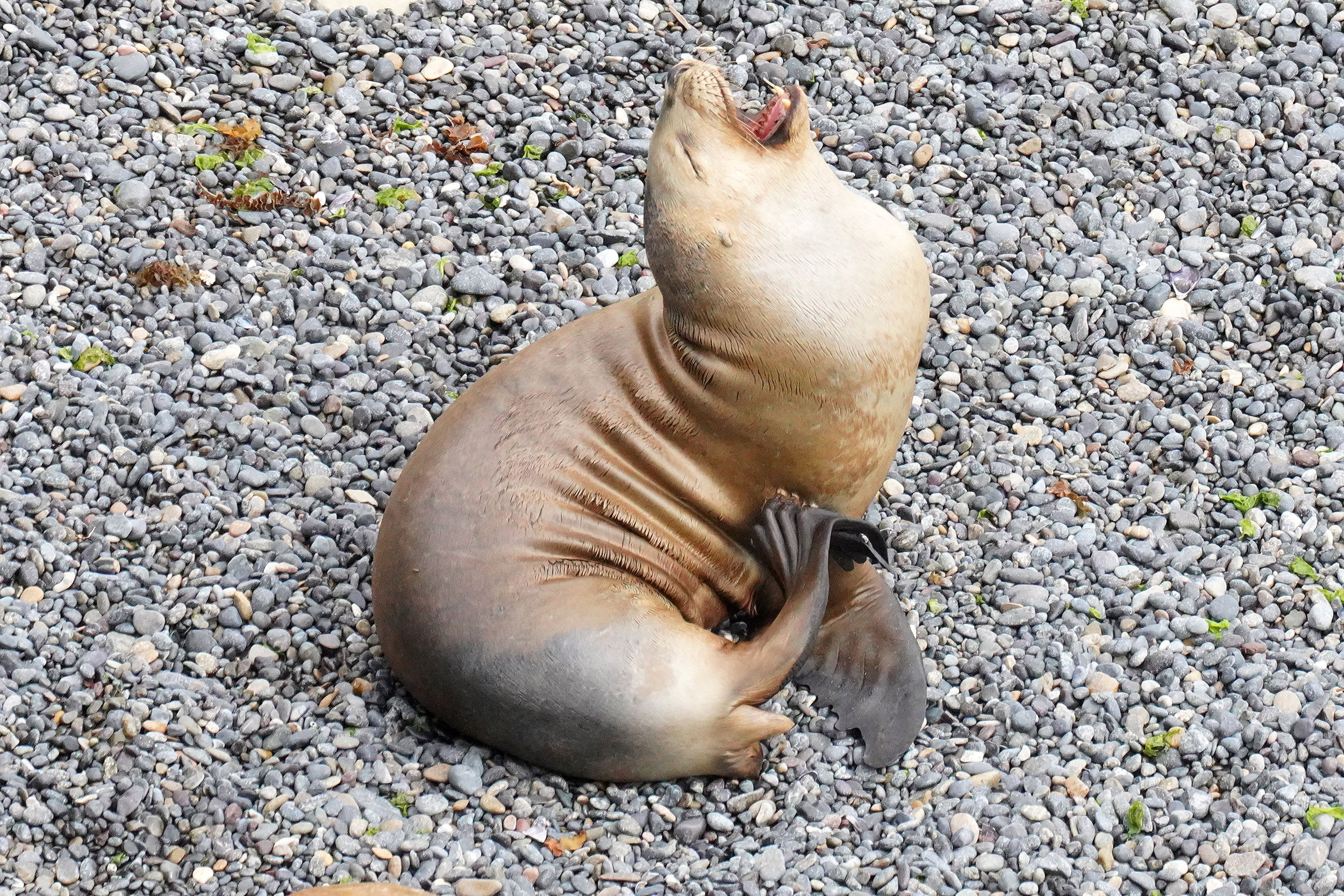 Lions de mer (Otaria flavescens)