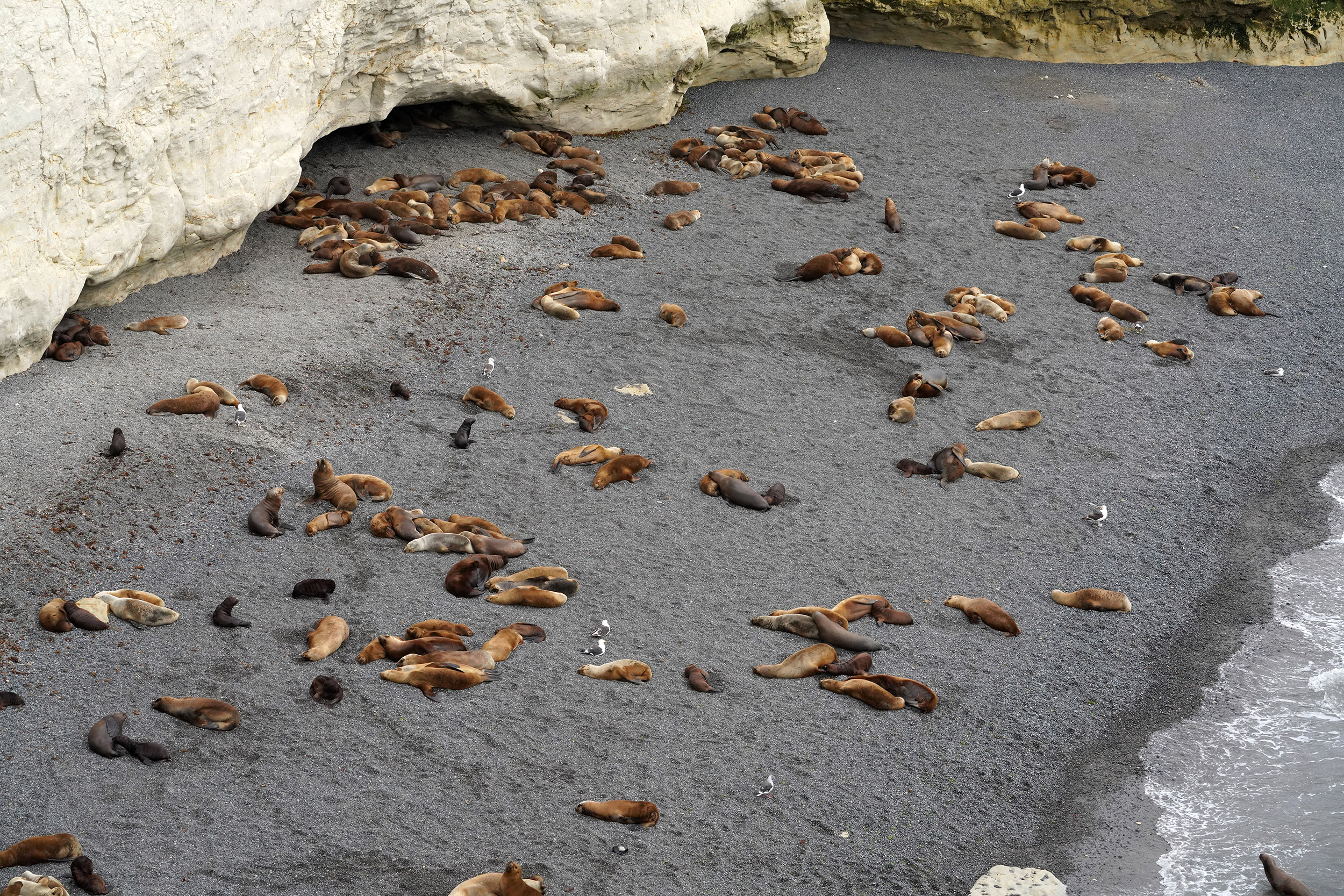 Lions de mer (Otaria flavescens)