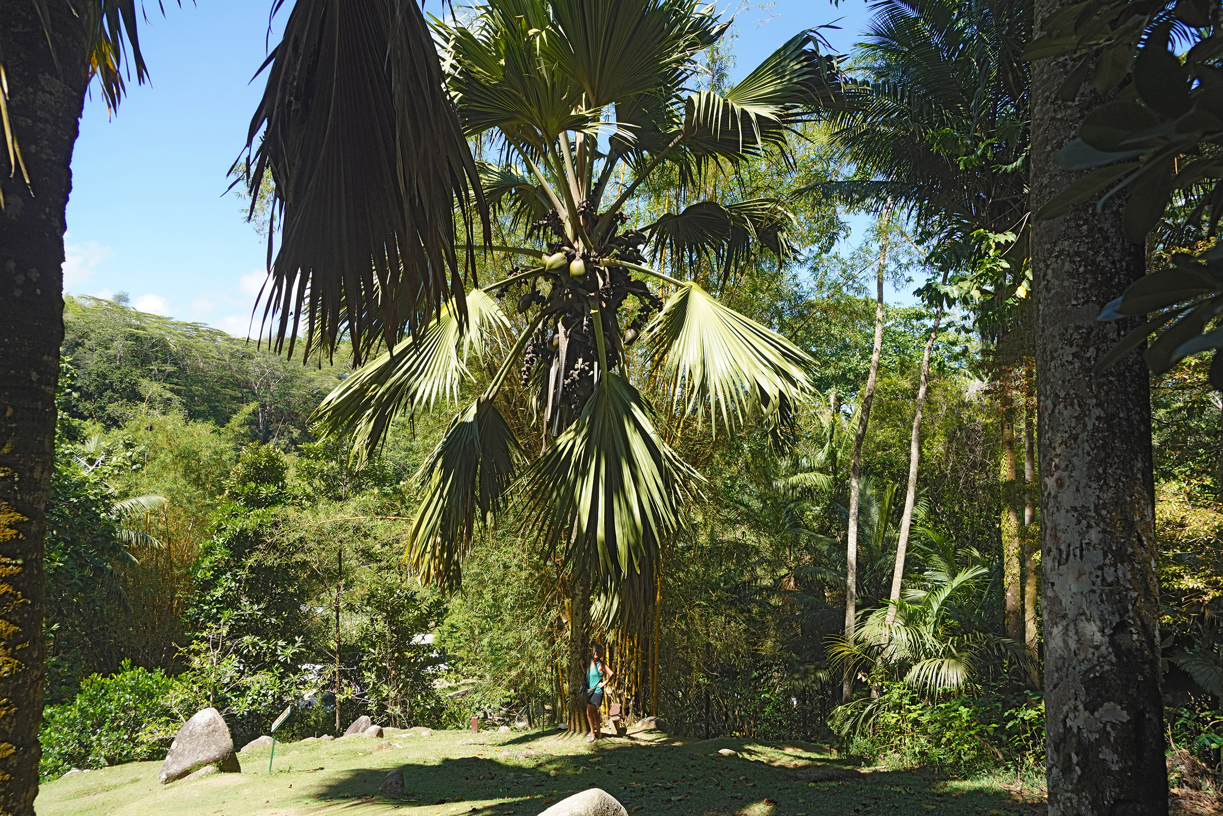 Cocotier de mer dans le jardin botanique de l'ile de Mahé