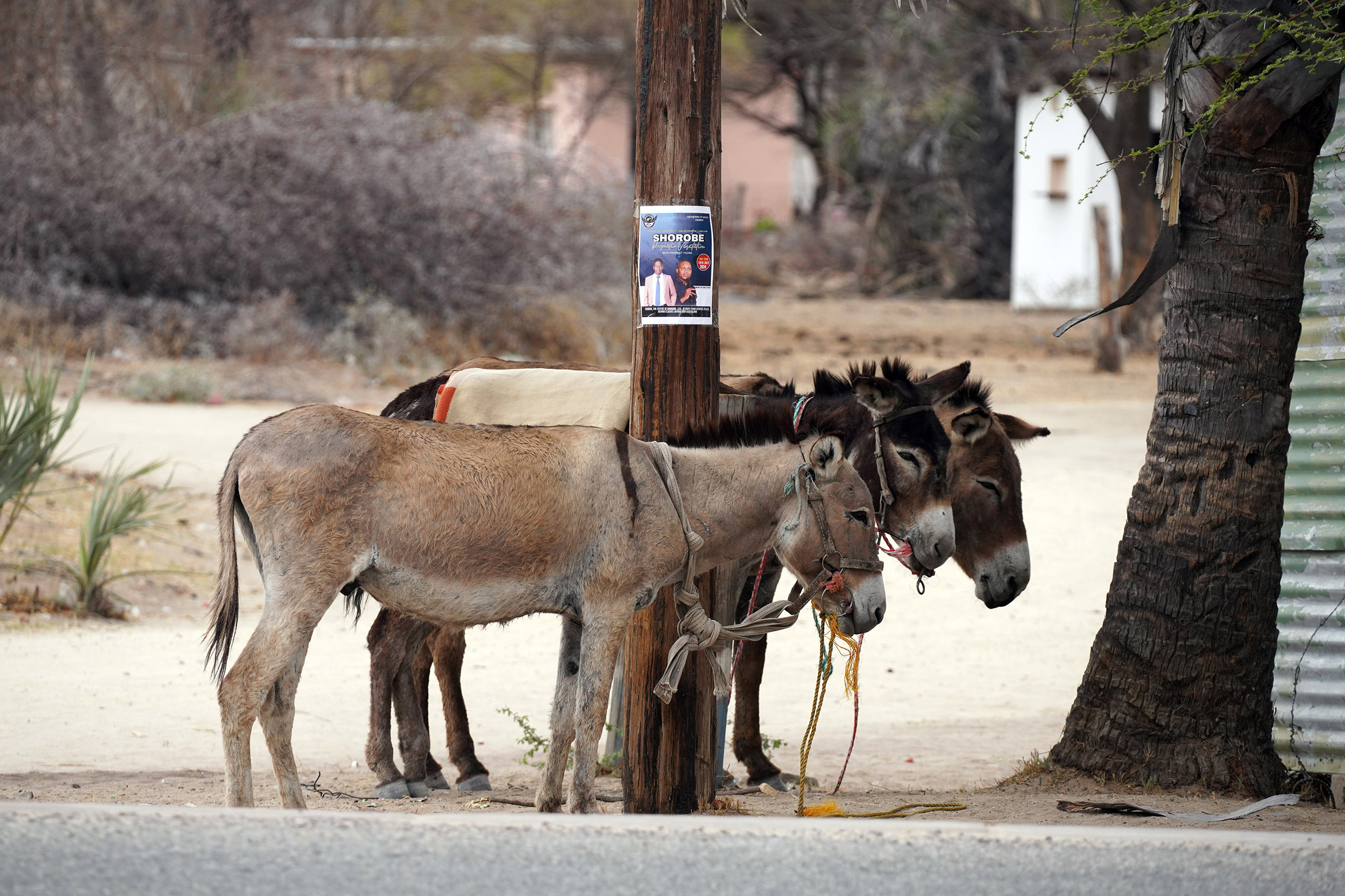 Entre Francistown et Nata - Botswana