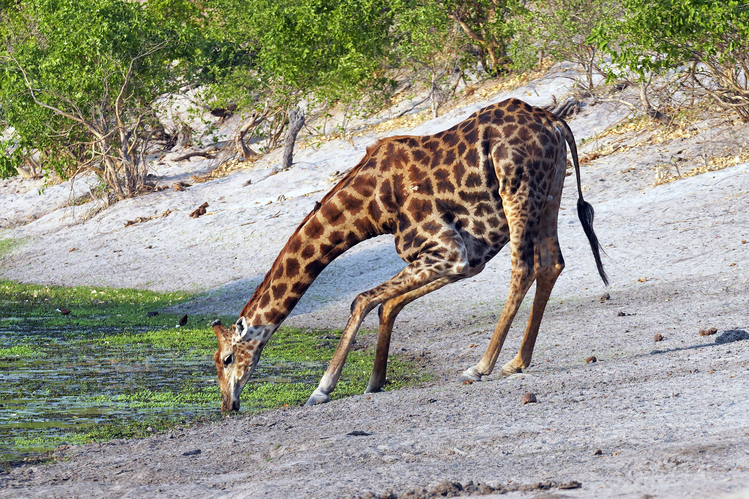 Moremi game reserve - Botswana