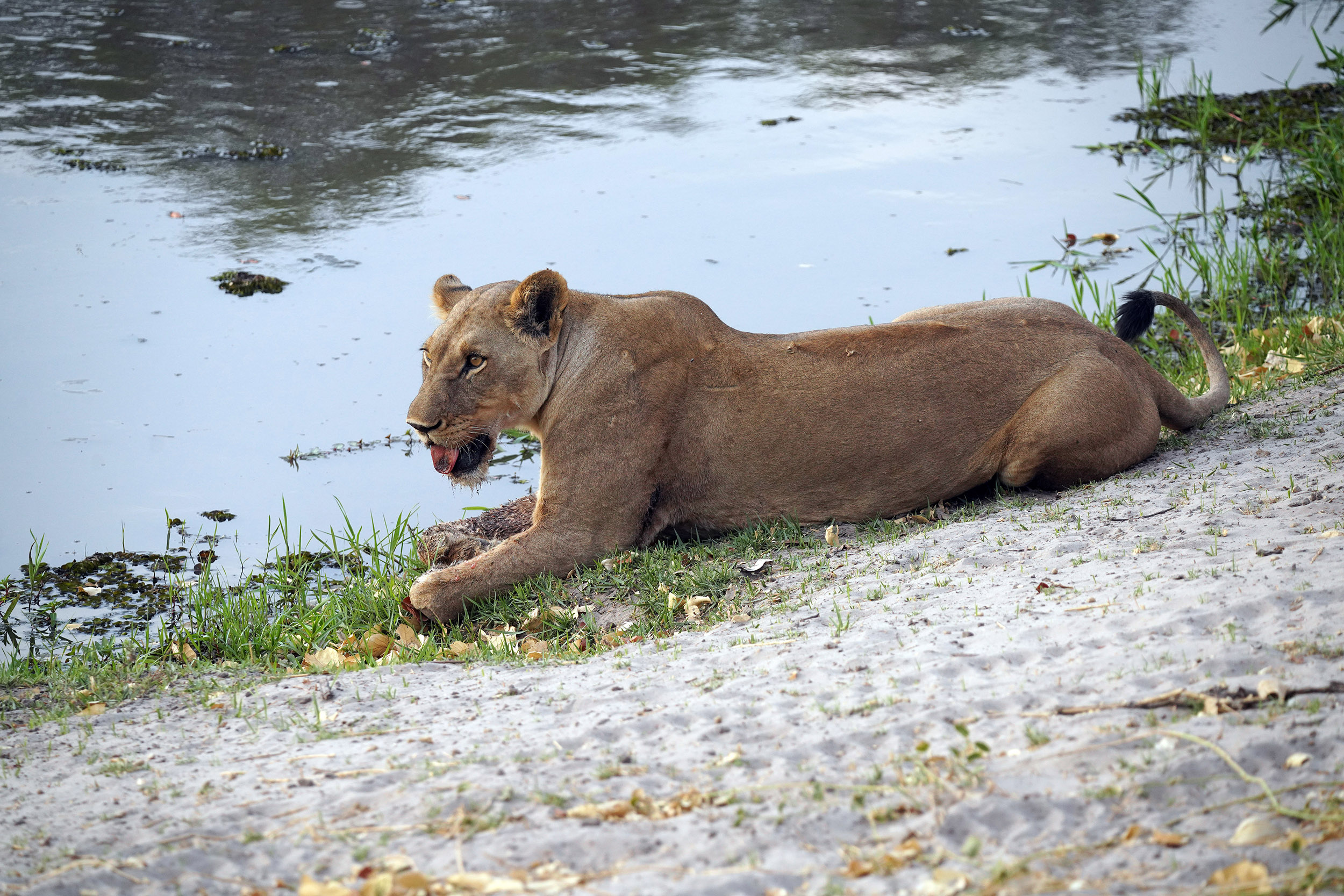 Moremi game reserve - Botswana