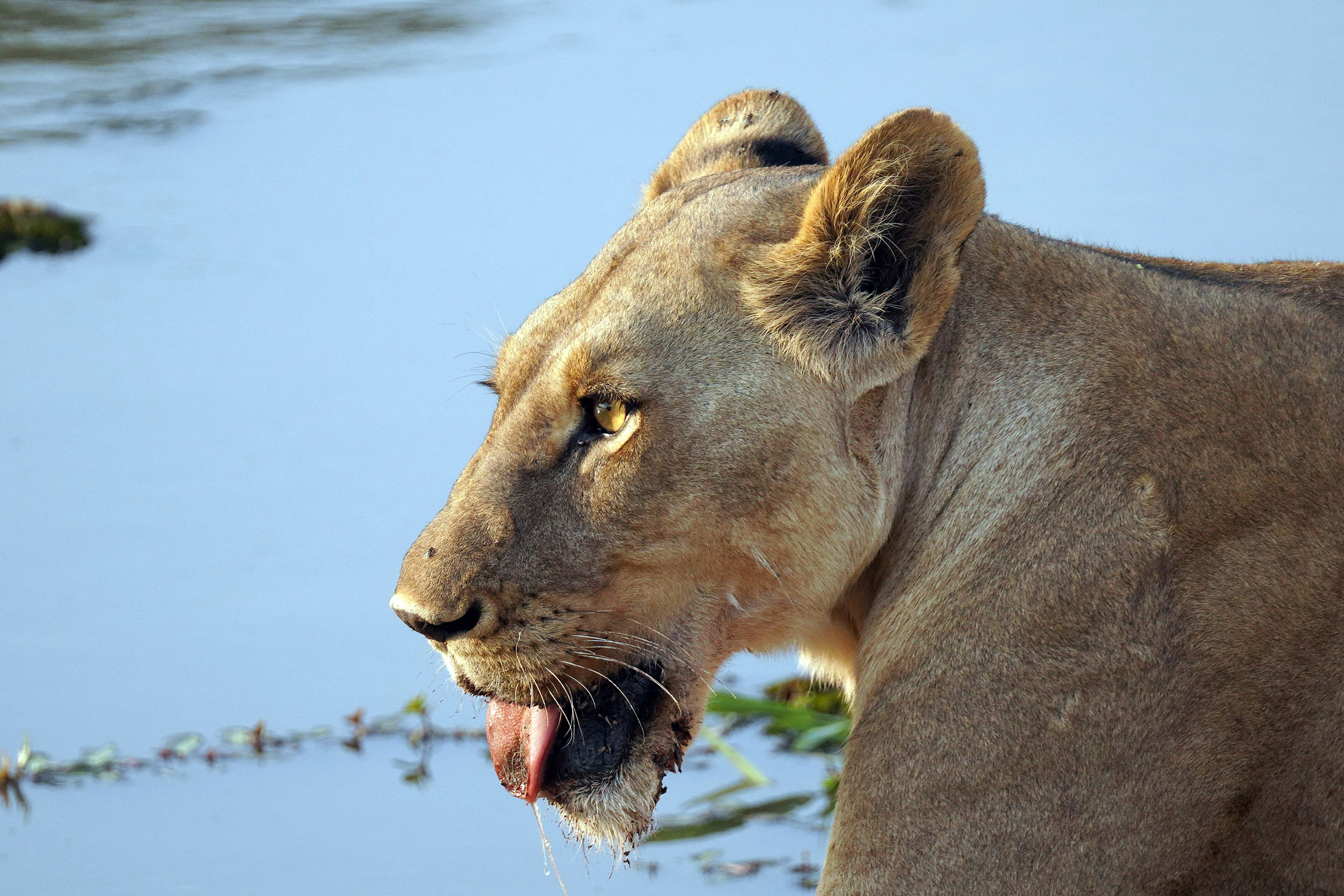 Moremi game reserve - Botswana