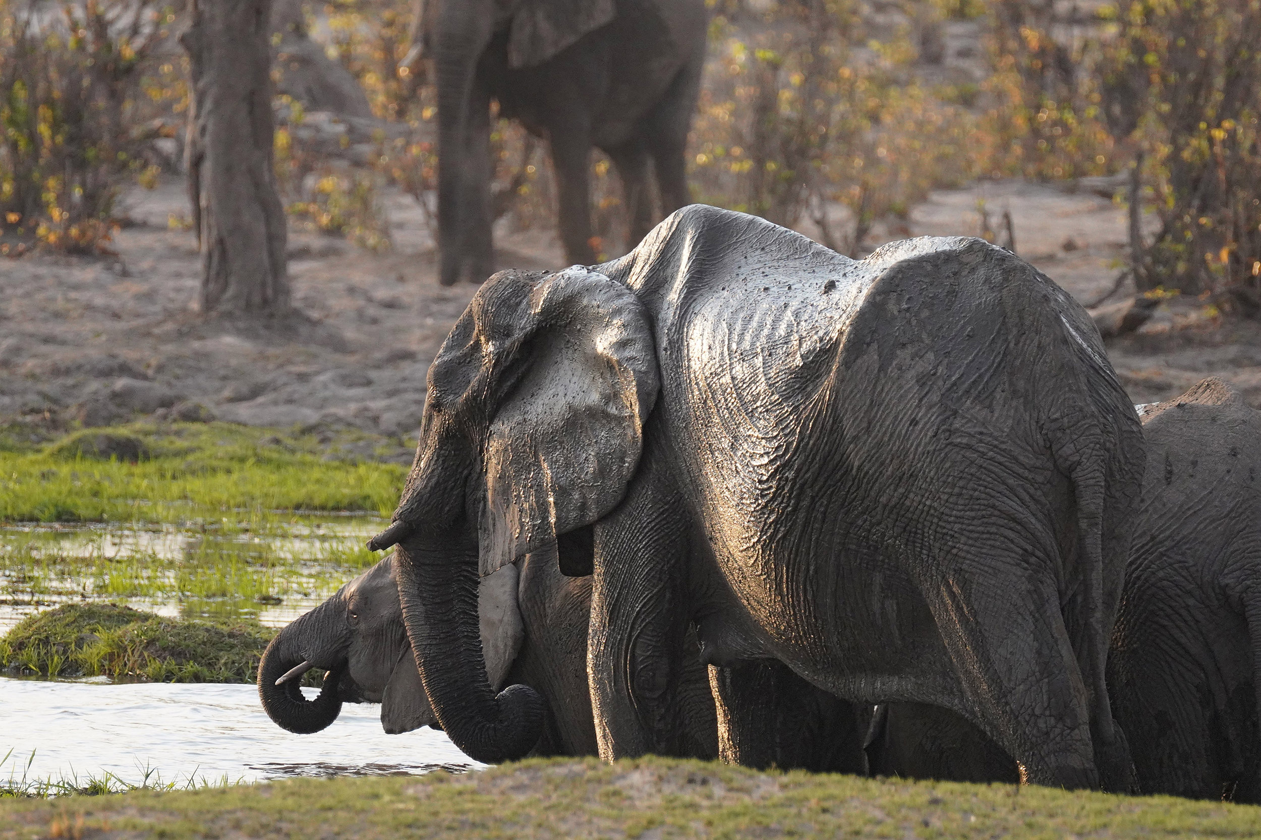 Moremi game reserve - Botswana
