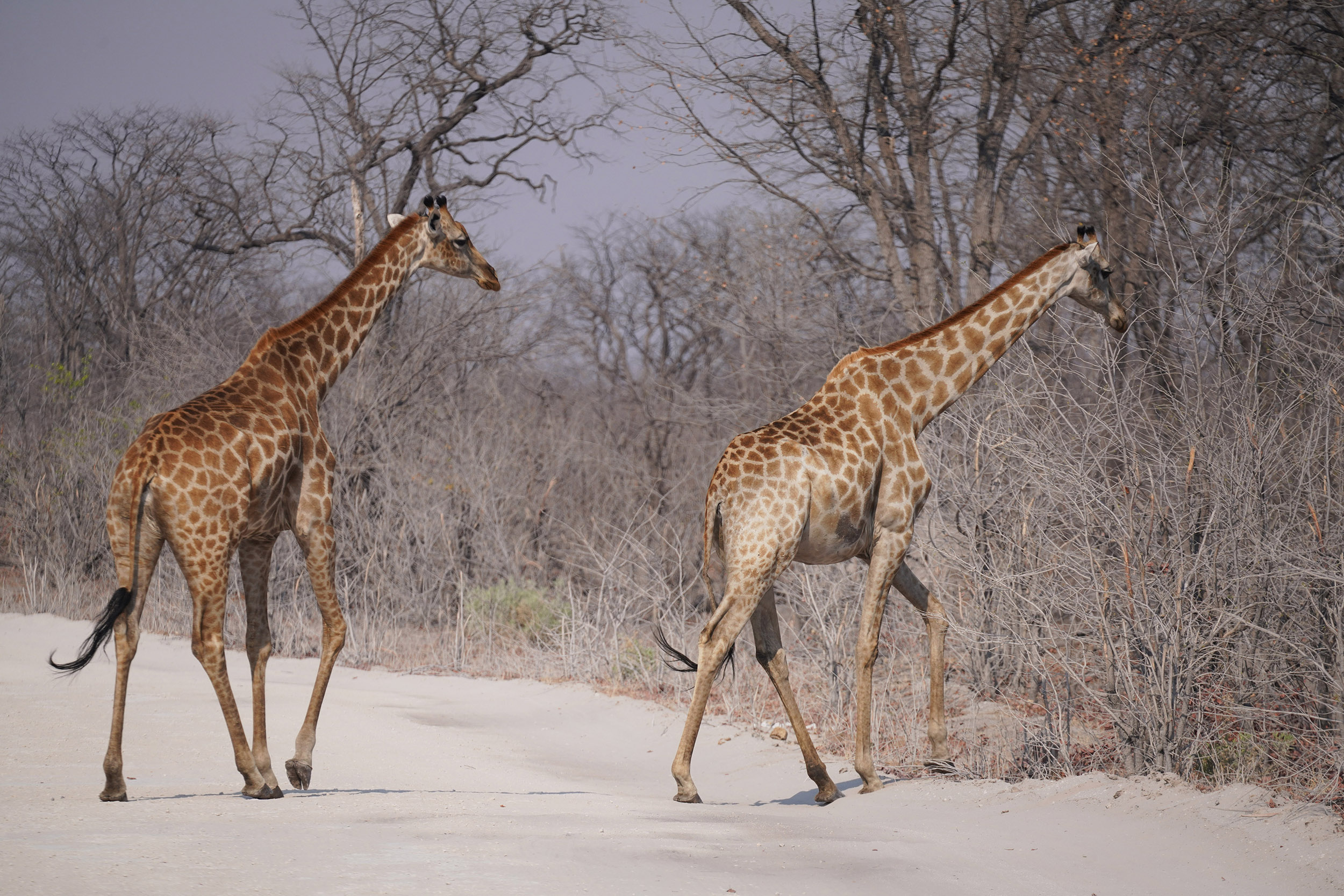 Moremi game reserve - Botswana