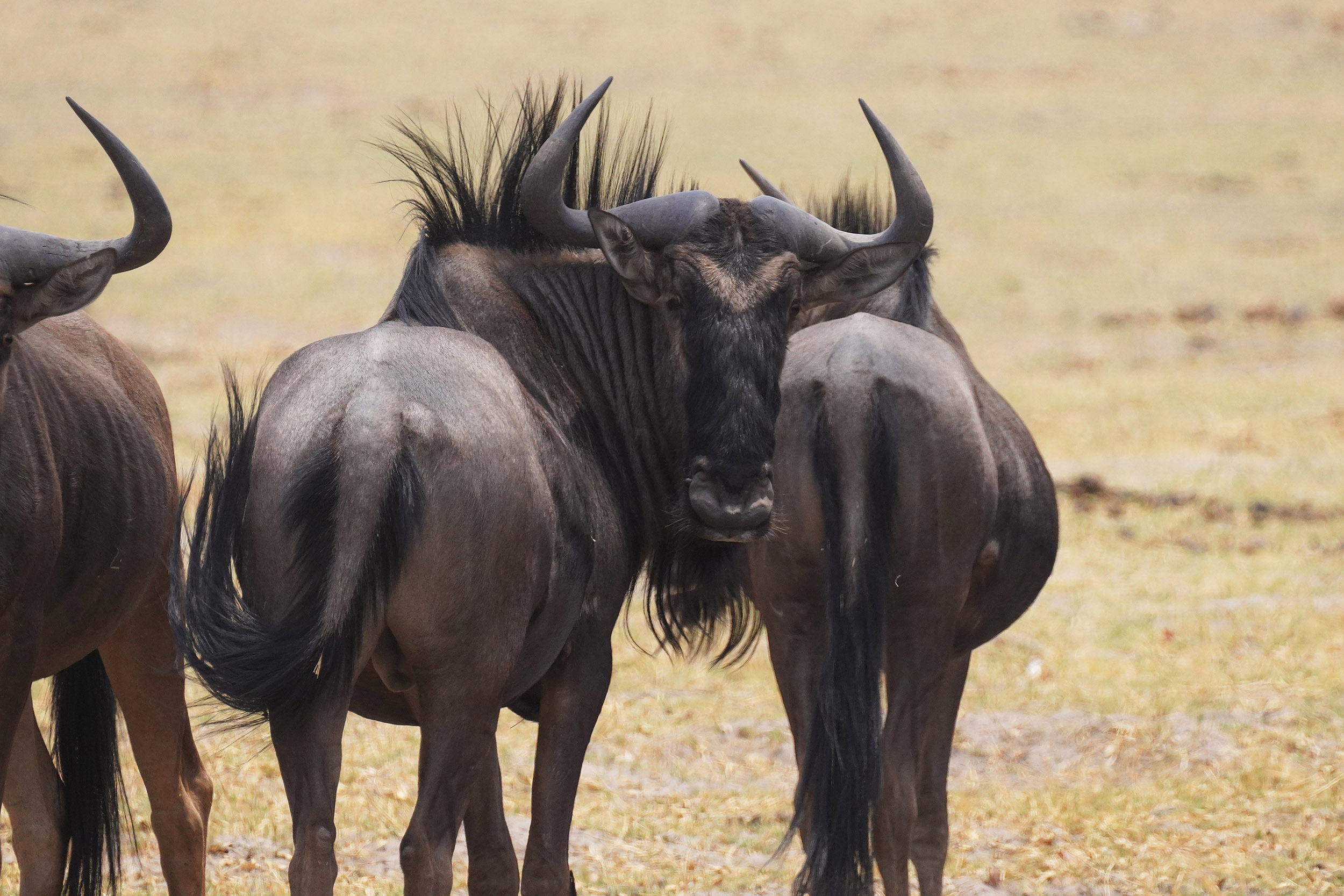 Moremi game reserve - Botswana