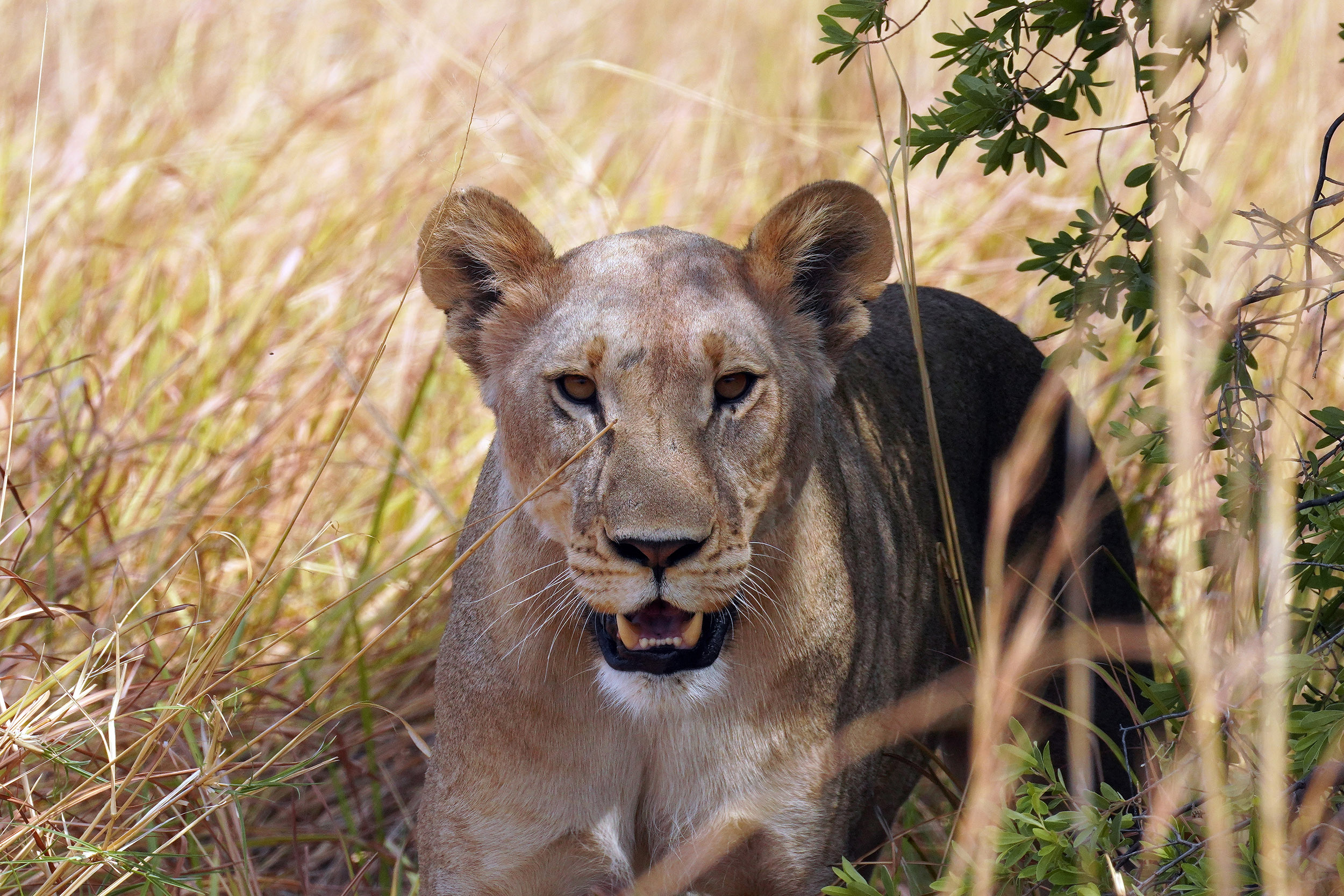 Moremi game reserve - Botswana