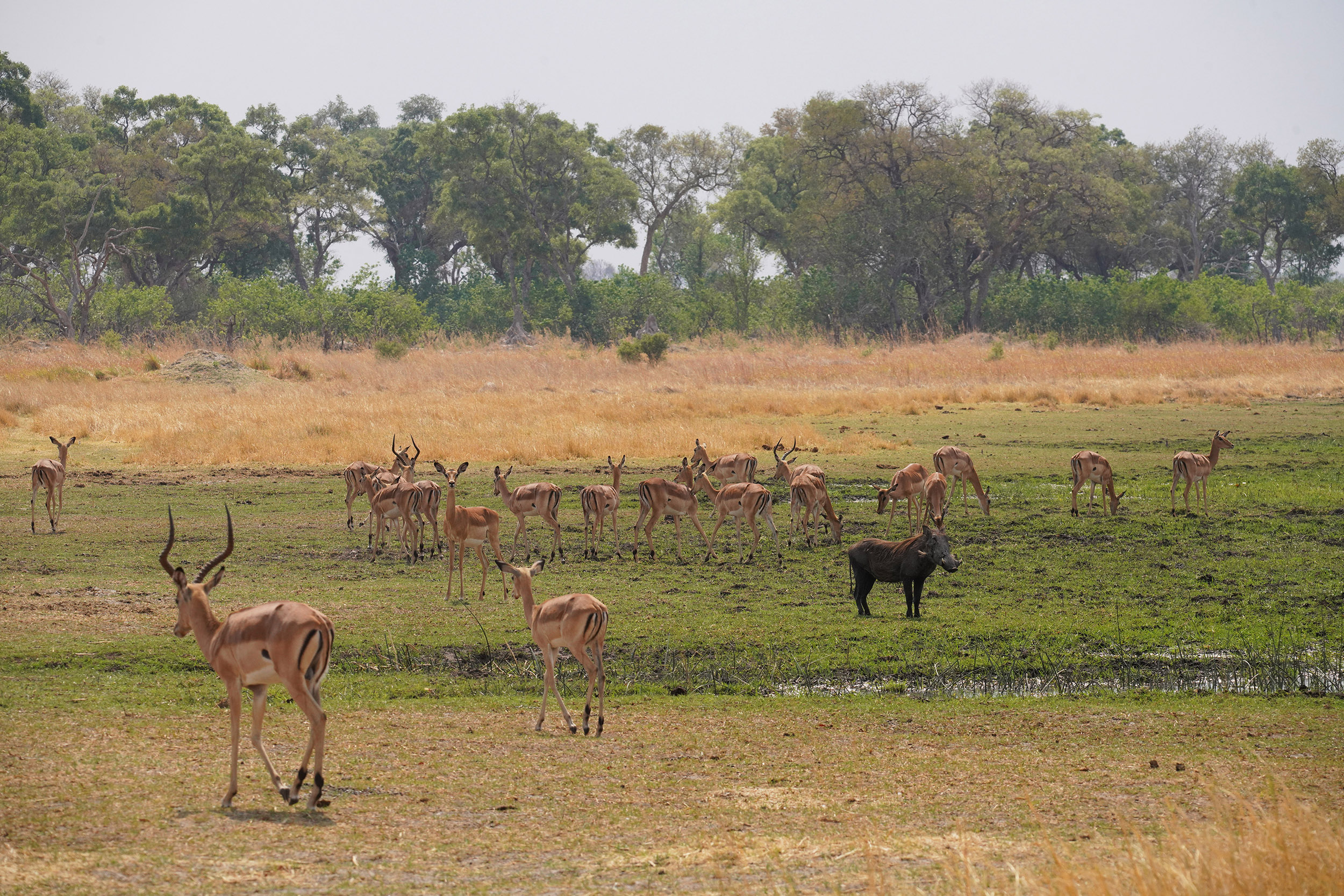 Moremi game reserve - Botswana
