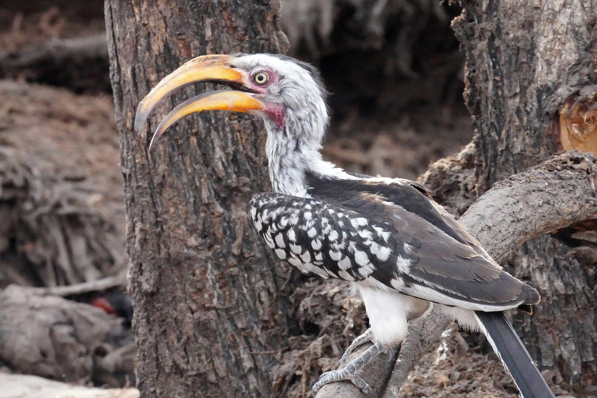 Moremi game reserve - Botswana