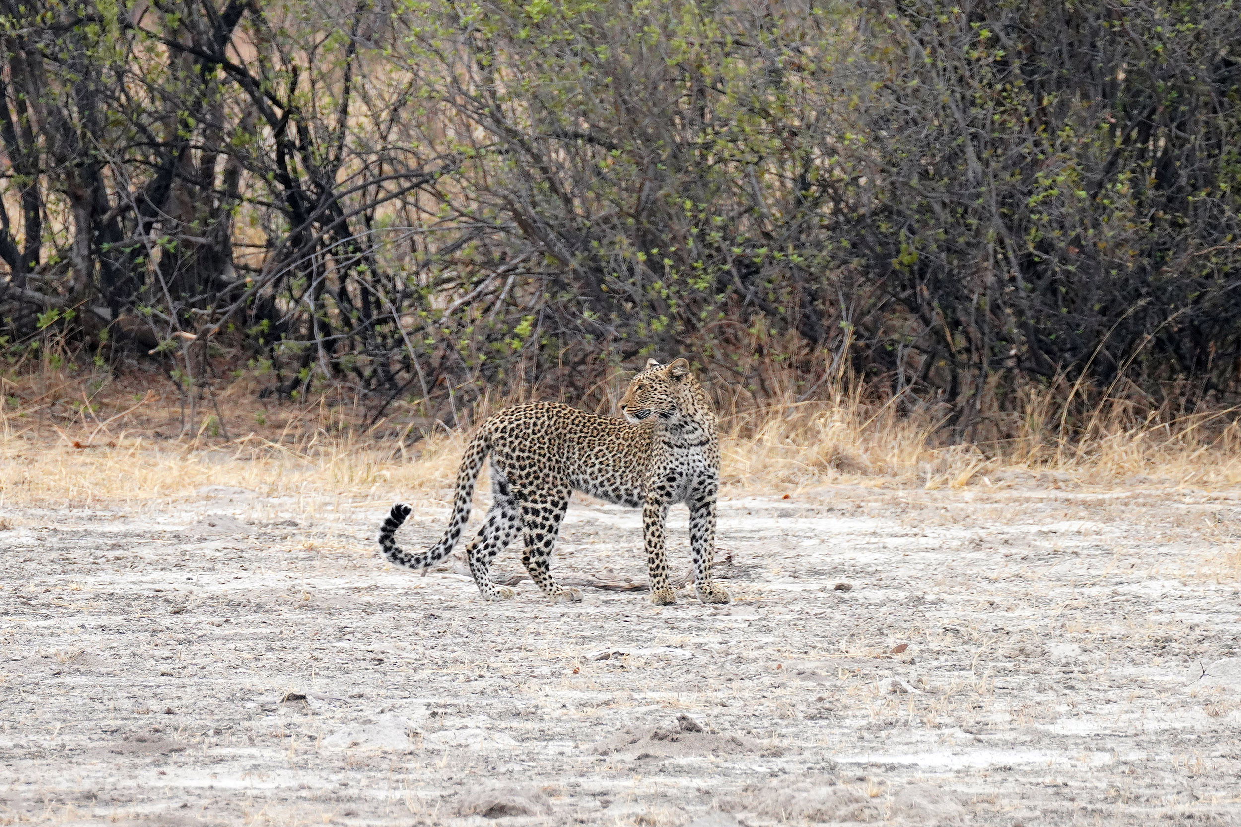 Parc national Hwange - Zimbabwe