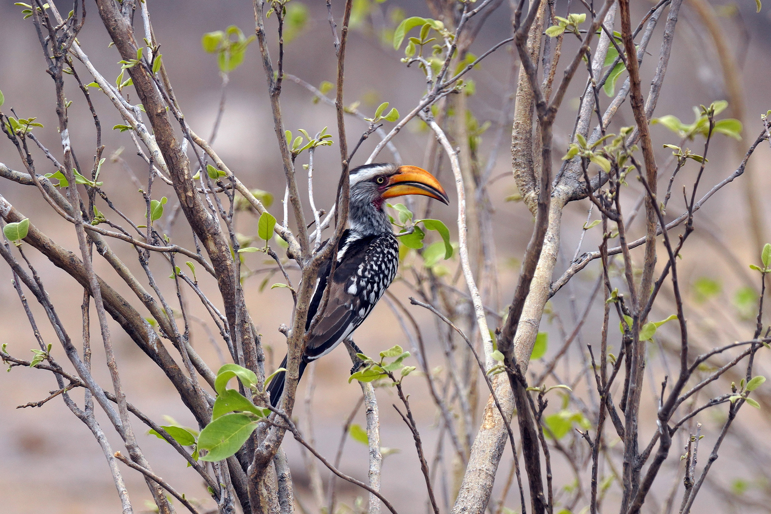 Parc national Hwange - Zimbabwe
