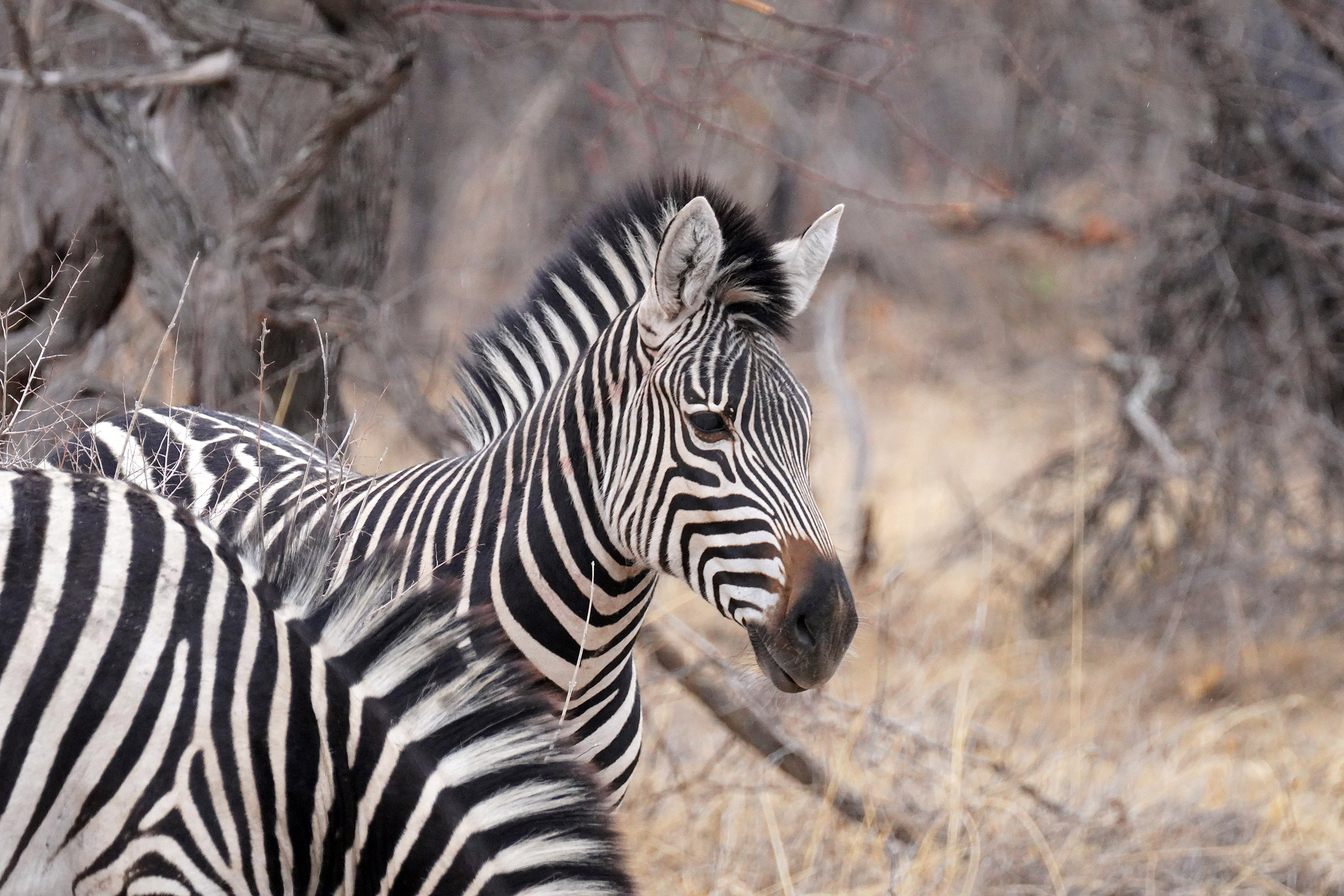 Parc national Hwange - Zimbabwe