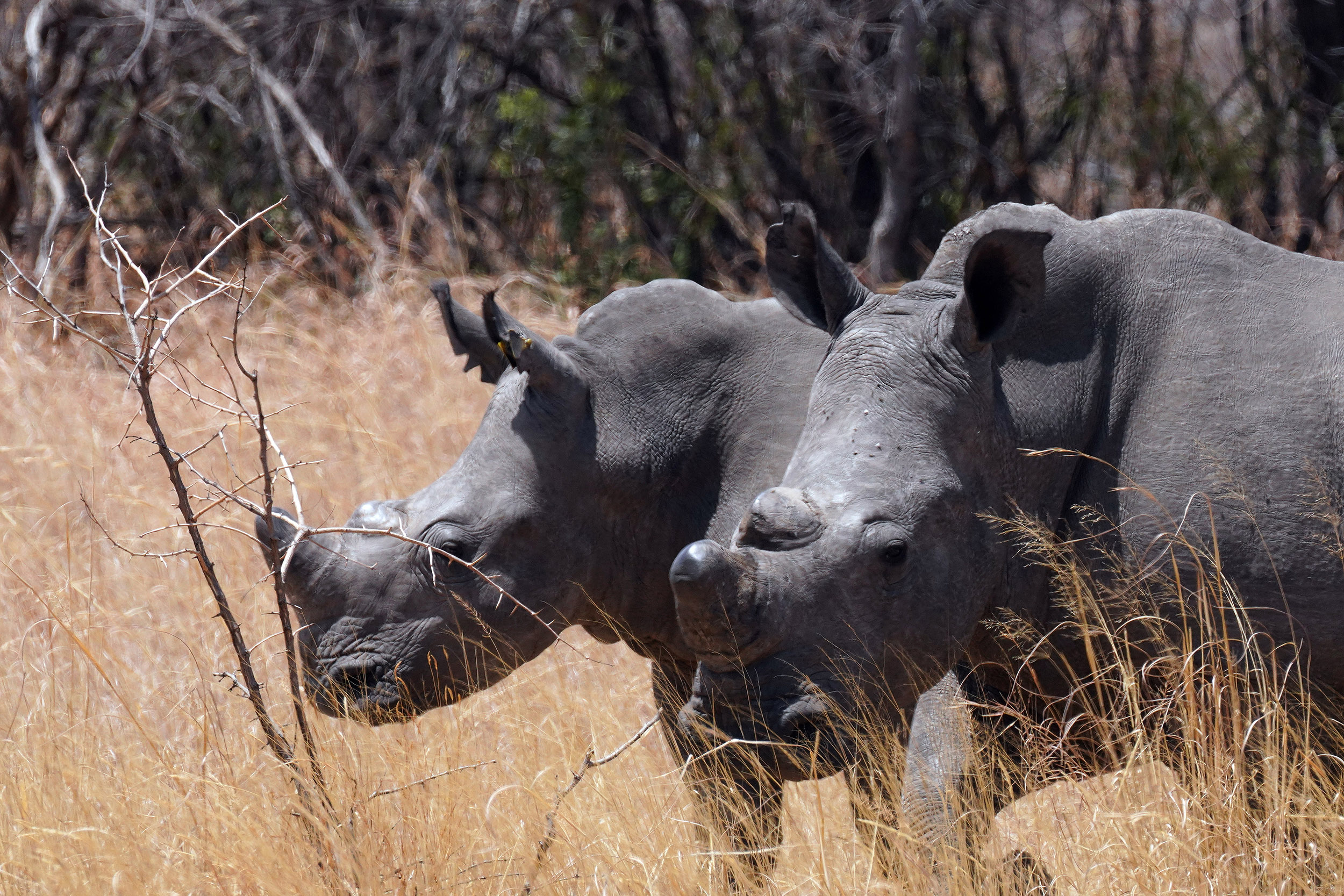 Parc national Matobos - Zimbabwe