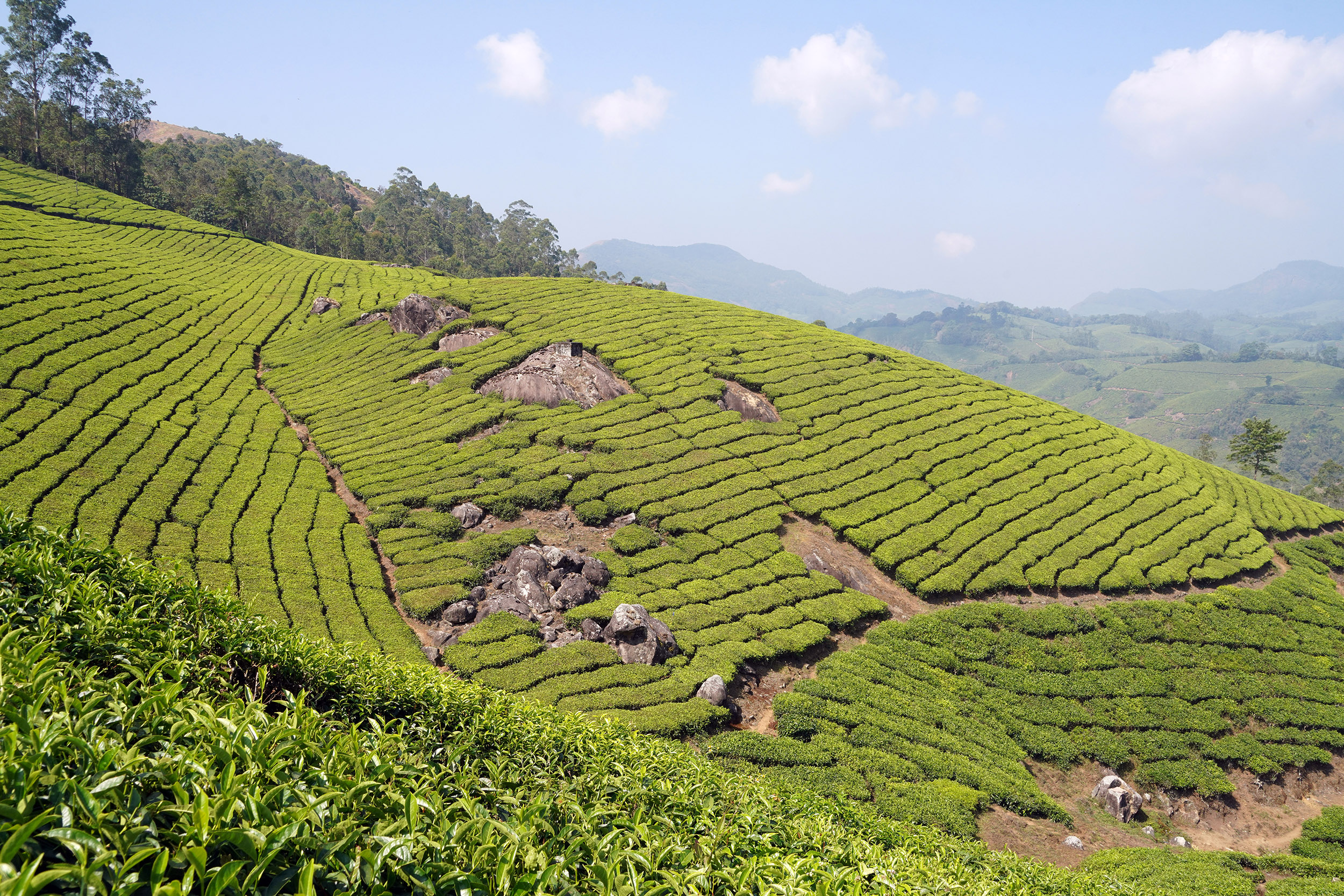Plantations de thé à Munnar - Kérala