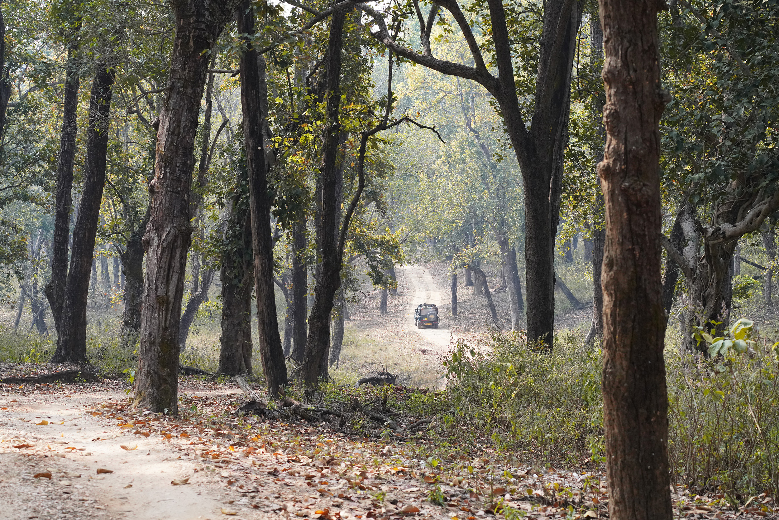 Parc de Bandhavgar - Madhya Pradesh