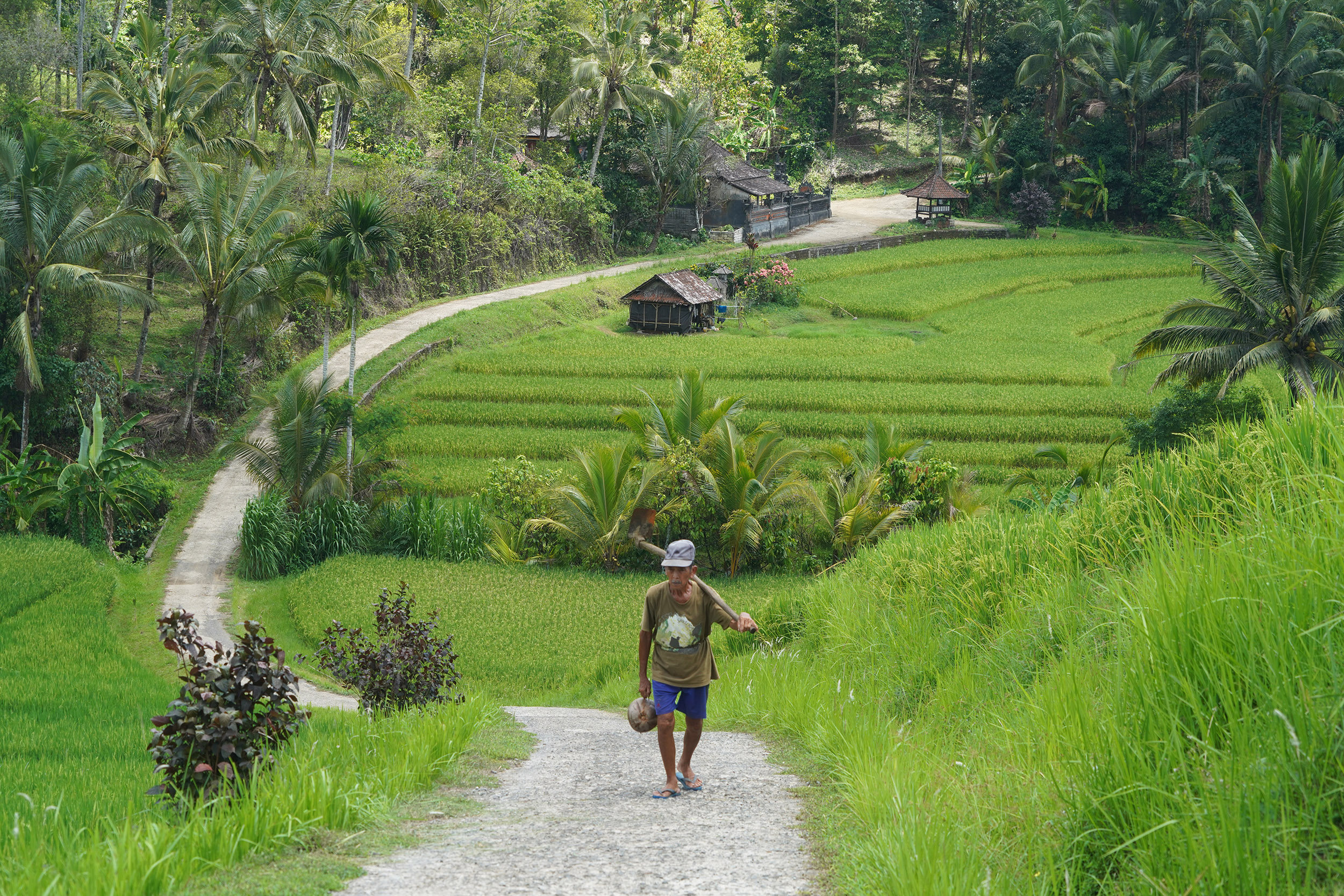 Rizières dans l'Ouest de Bali