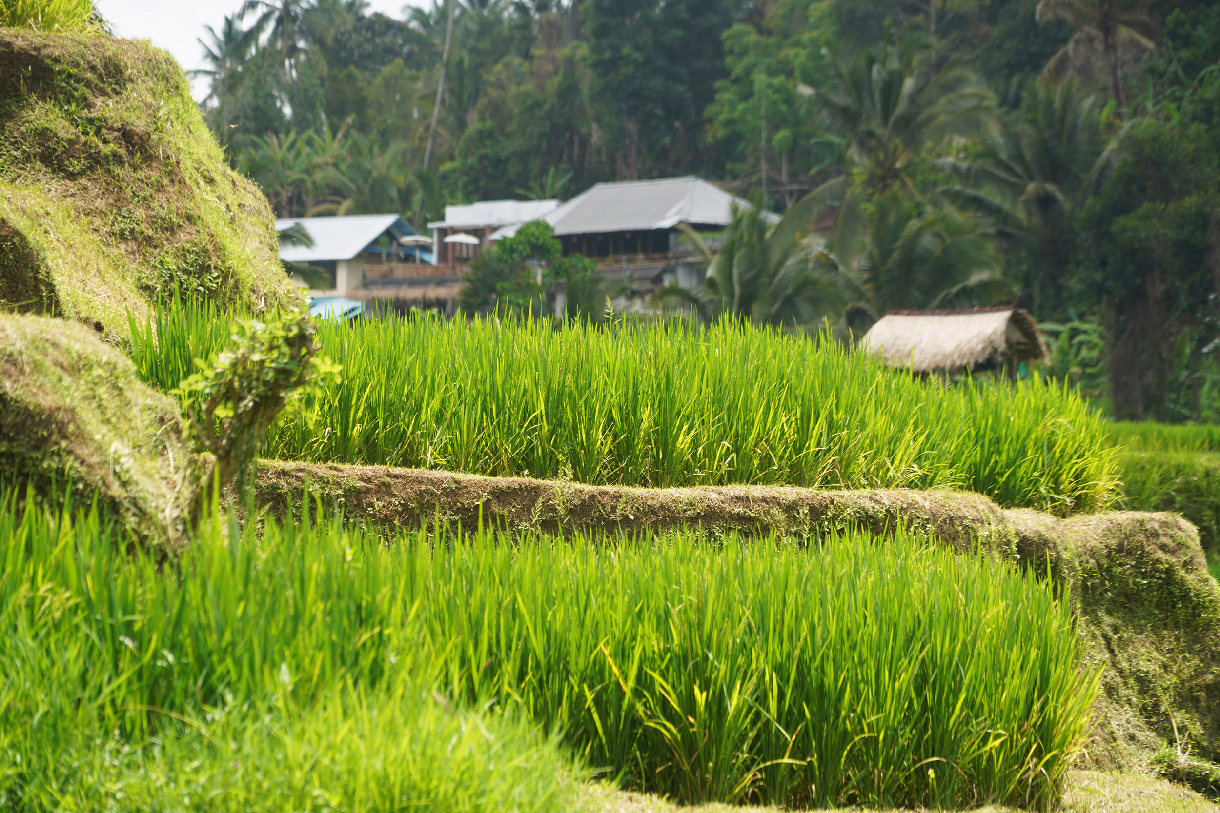 Rizières en terrasse de Tagallalang