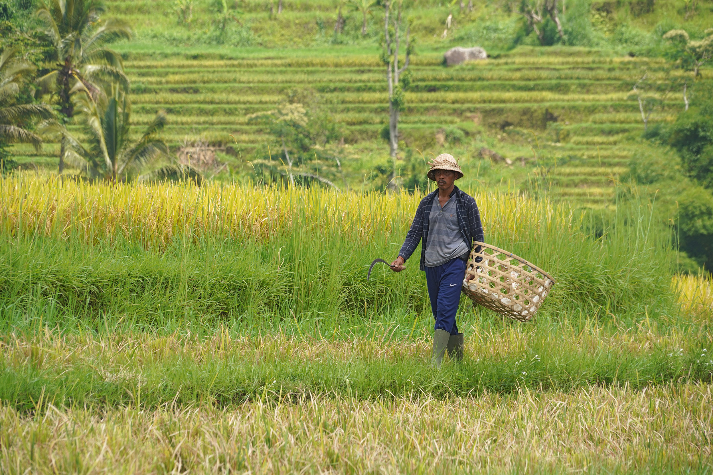Rizières de Jatiluwih