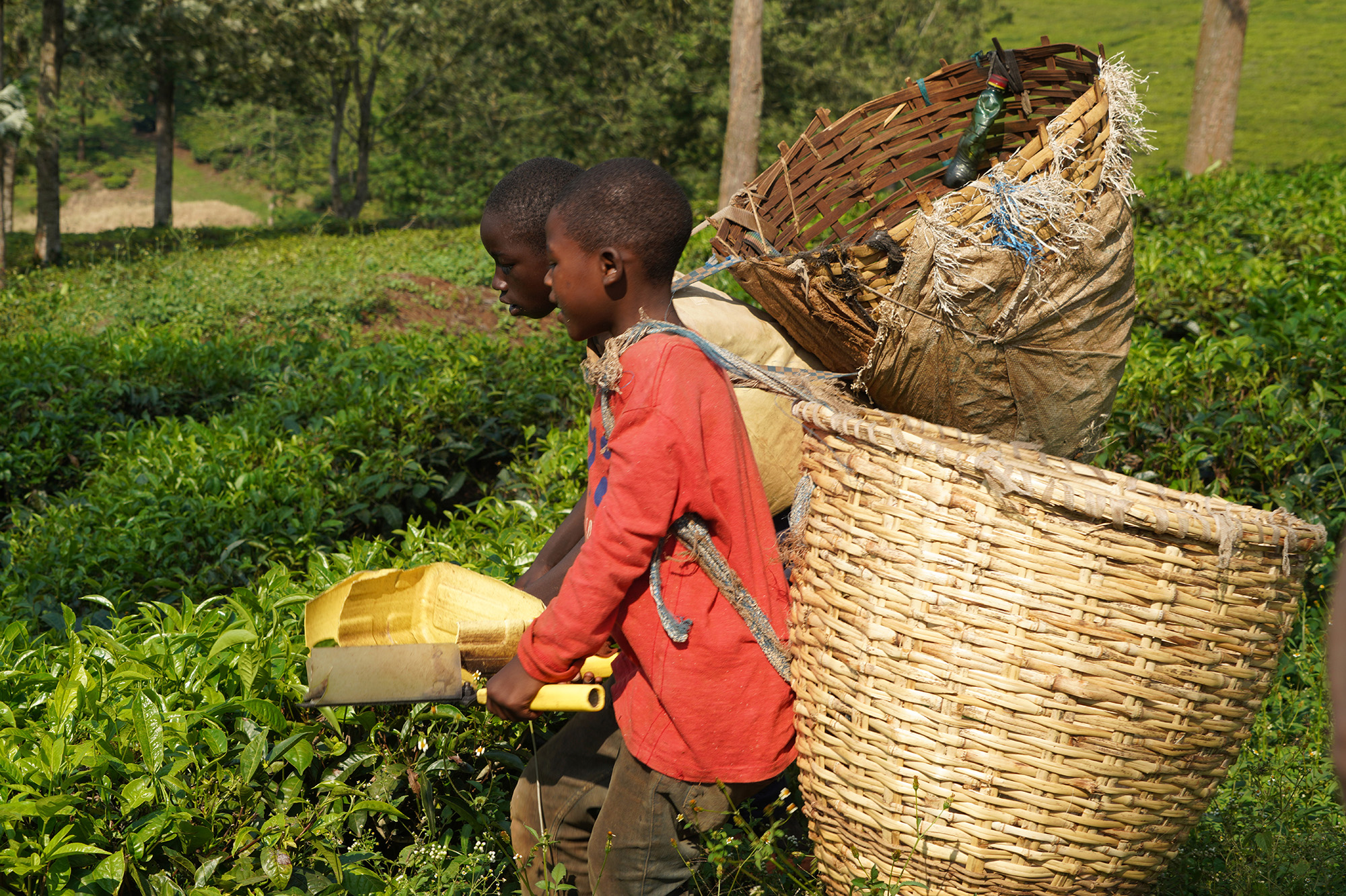 Ouganda - Perle de l'Afrique